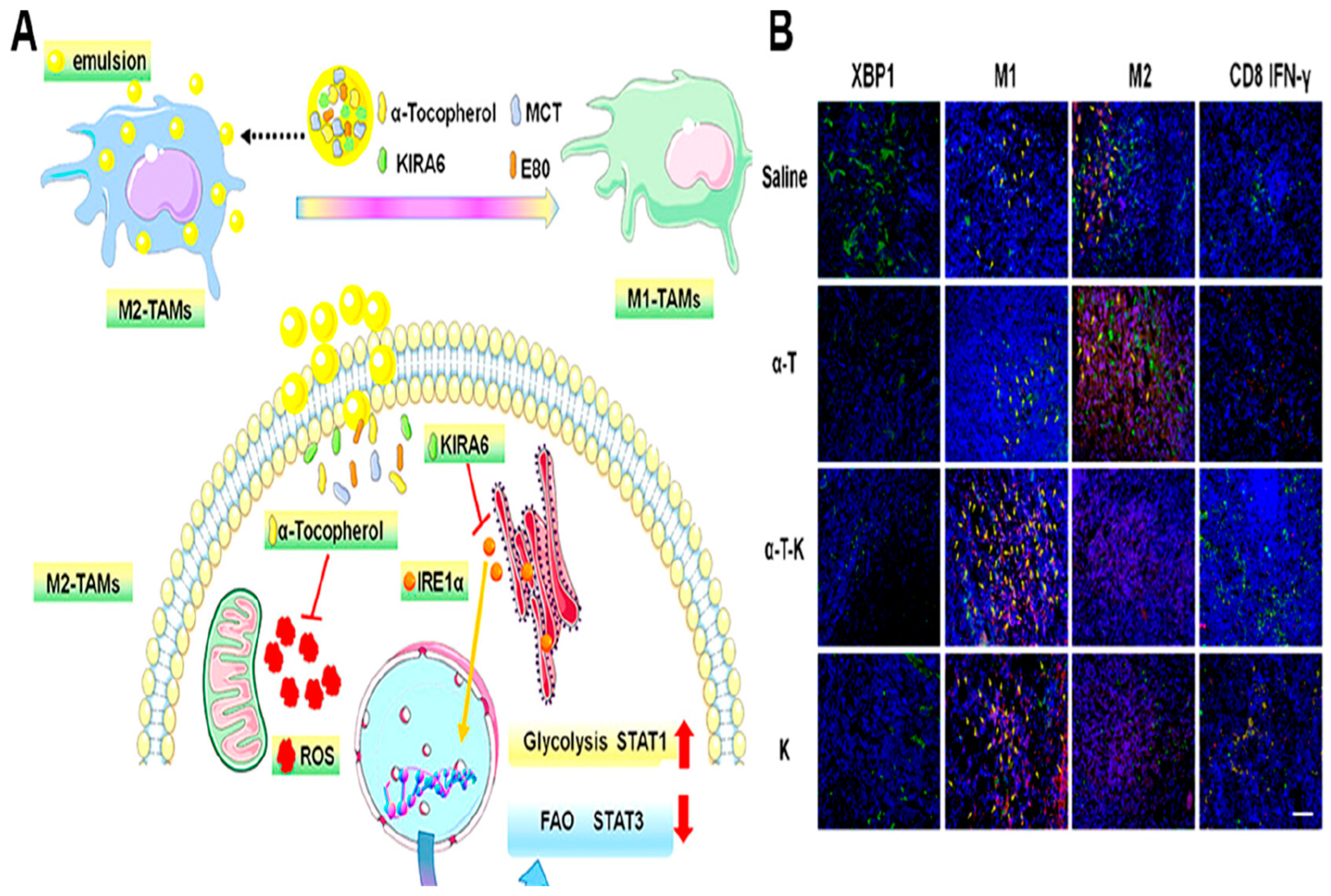 Pharmaceutics 16 01527 g010