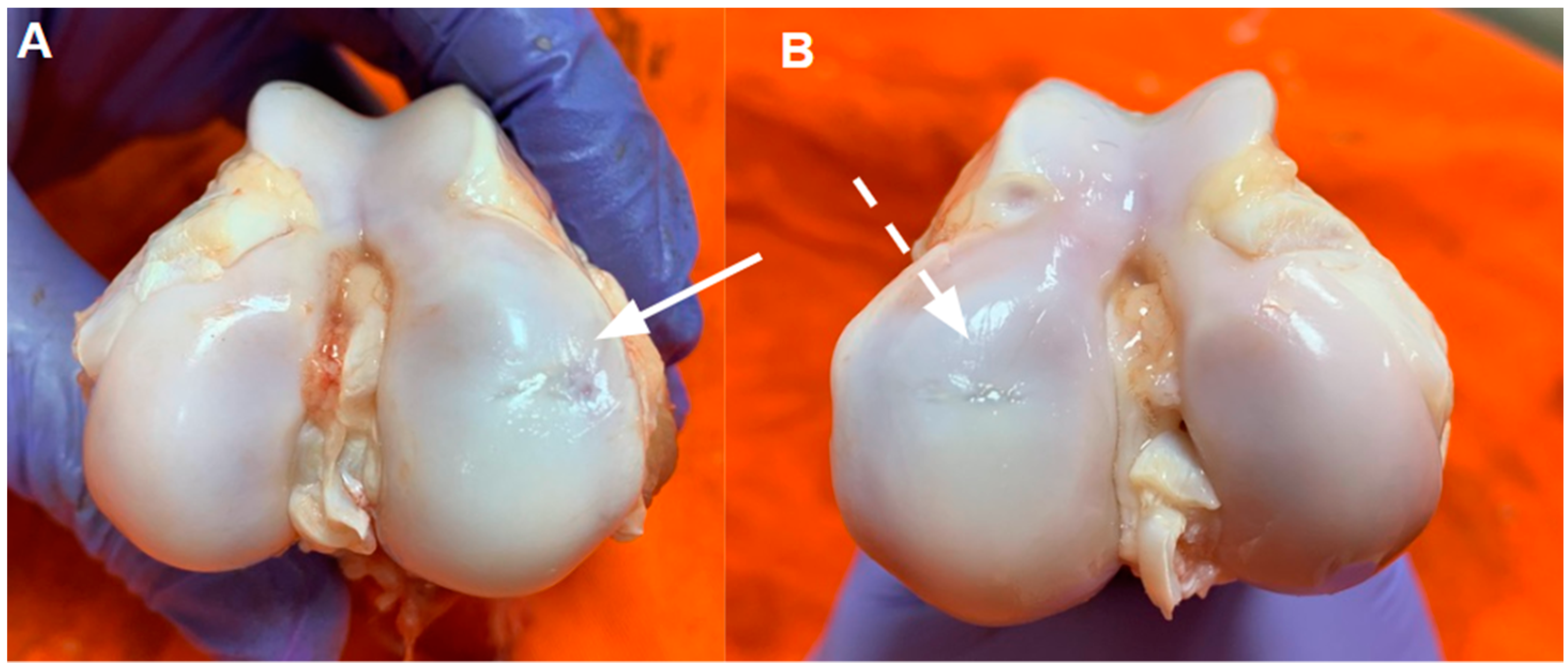 Pharmaceutics 16 01558 g005
