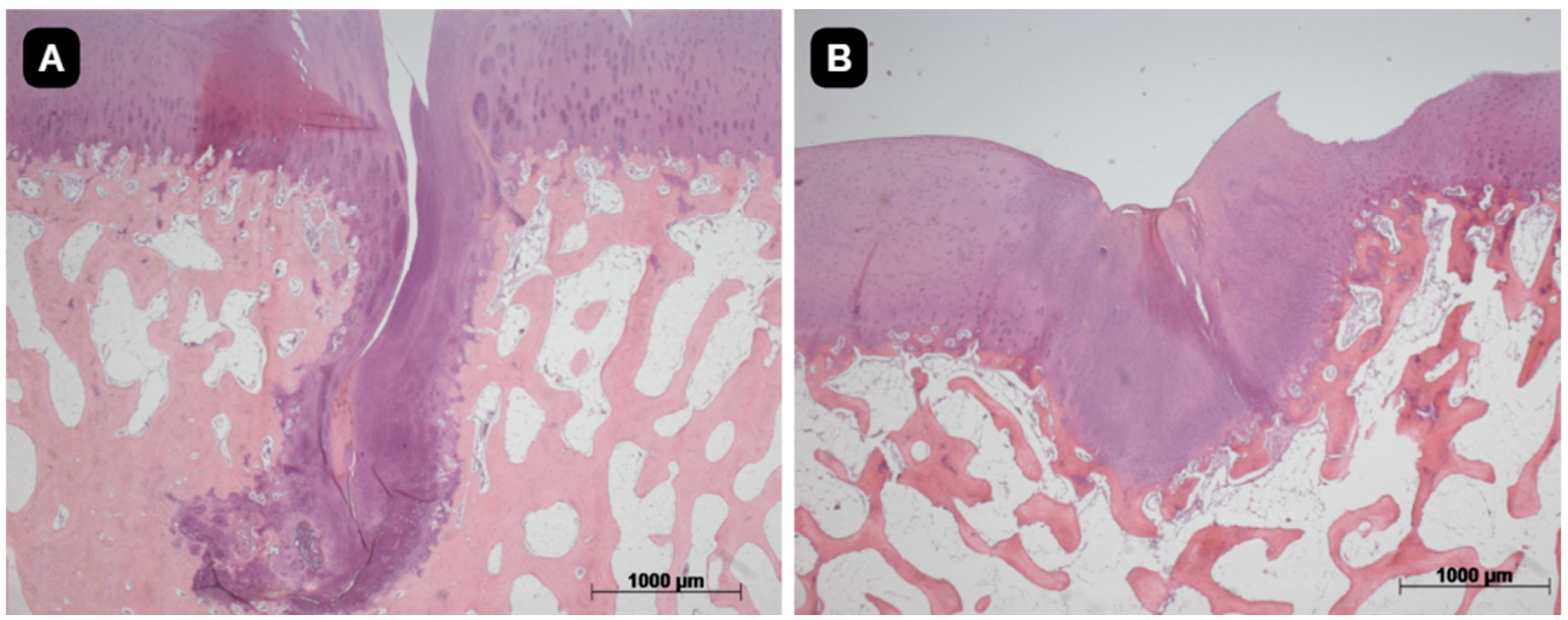 Pharmaceutics 16 01558 g009