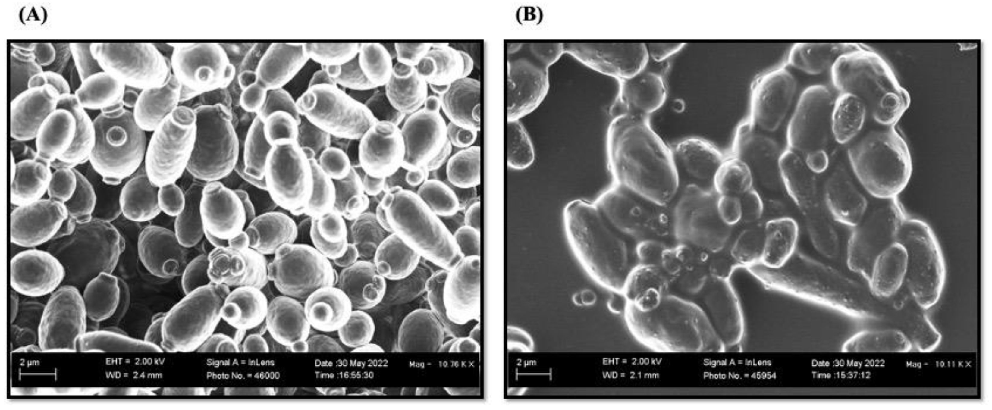 Pharmaceutics 16 01570 g009