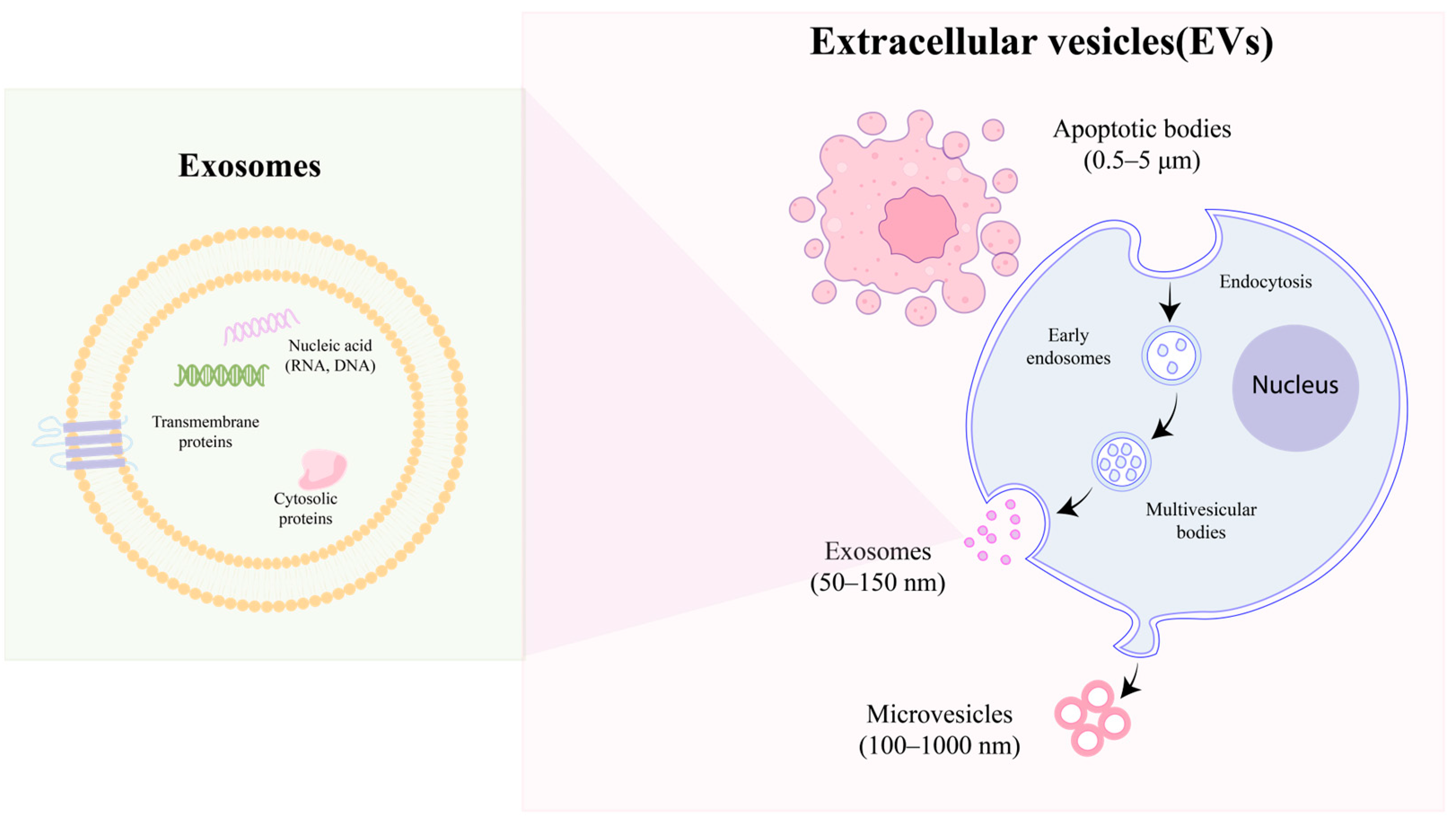 Pharmaceutics 16 01586 g001