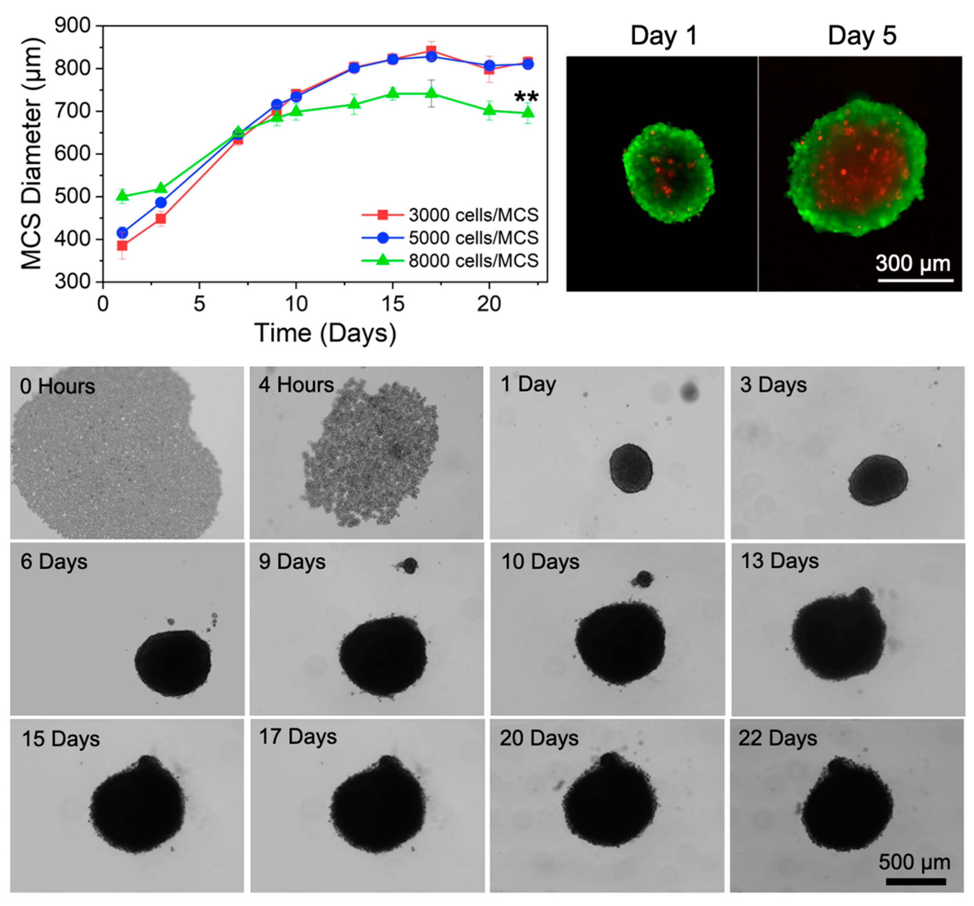 Pharmaceutics 16 01588 g003 Pharmaceutics 16 01588 g003