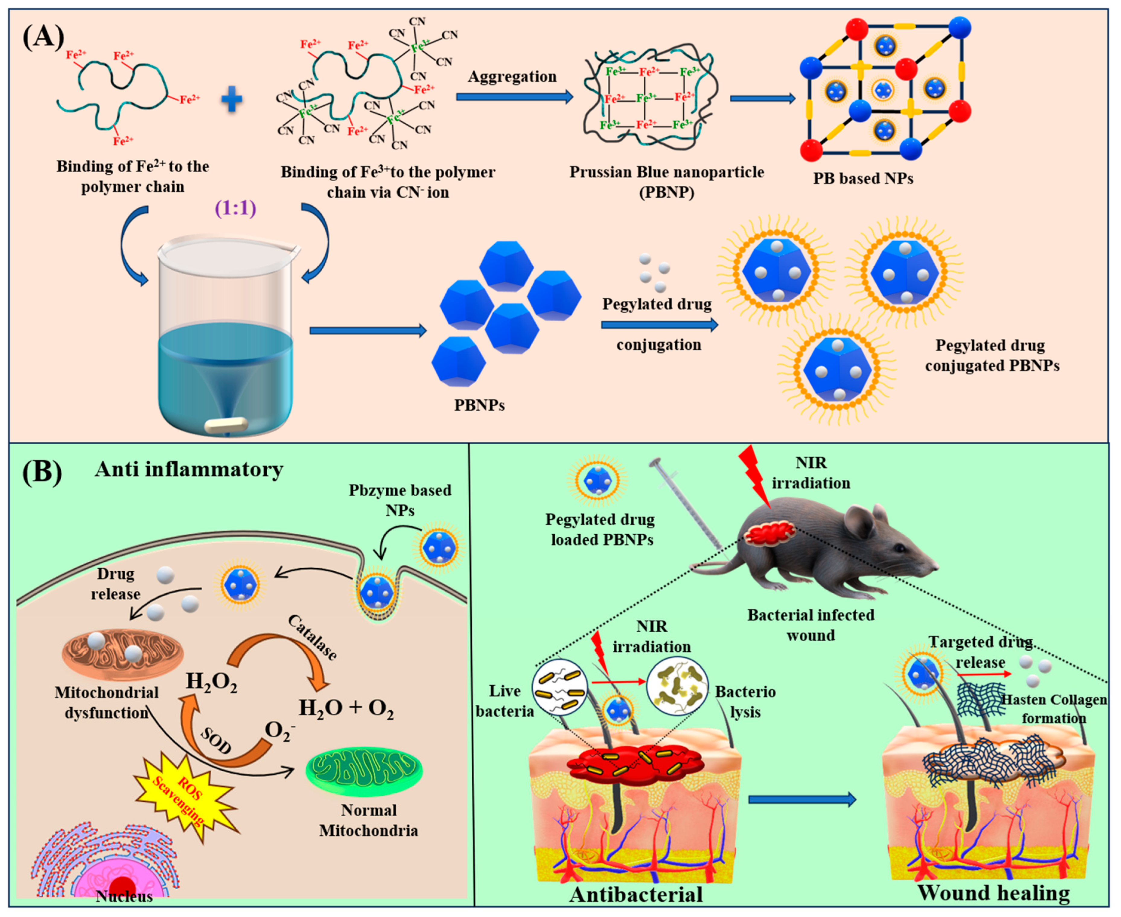 Pharmaceutics 16 01616 g001