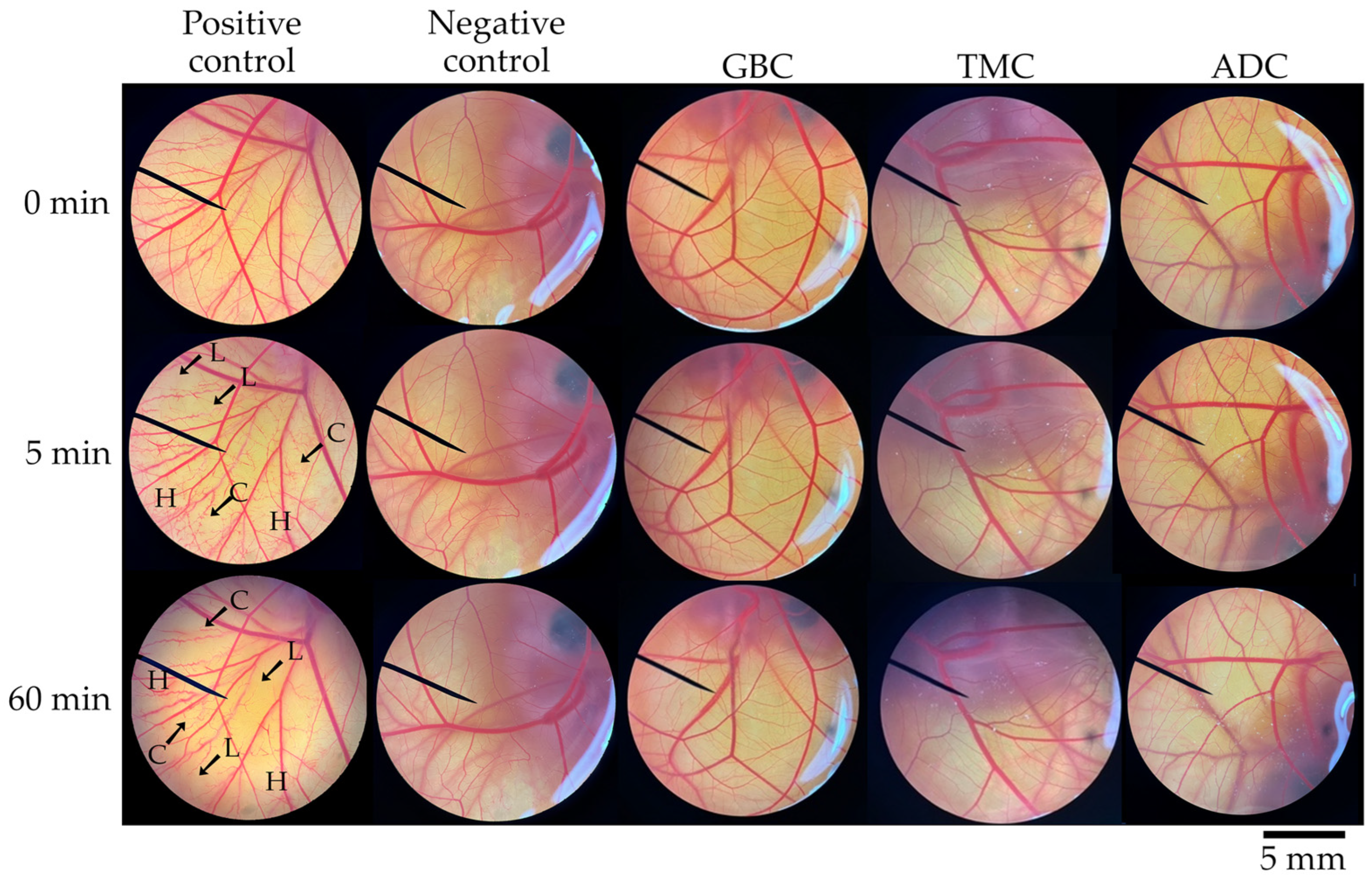 Pharmaceutics 16 01618 g006