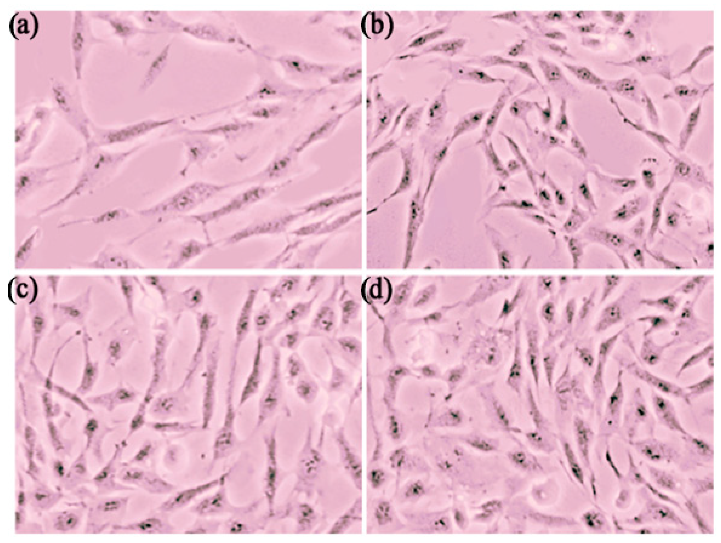 Pharmaceutics 17 00004 g013