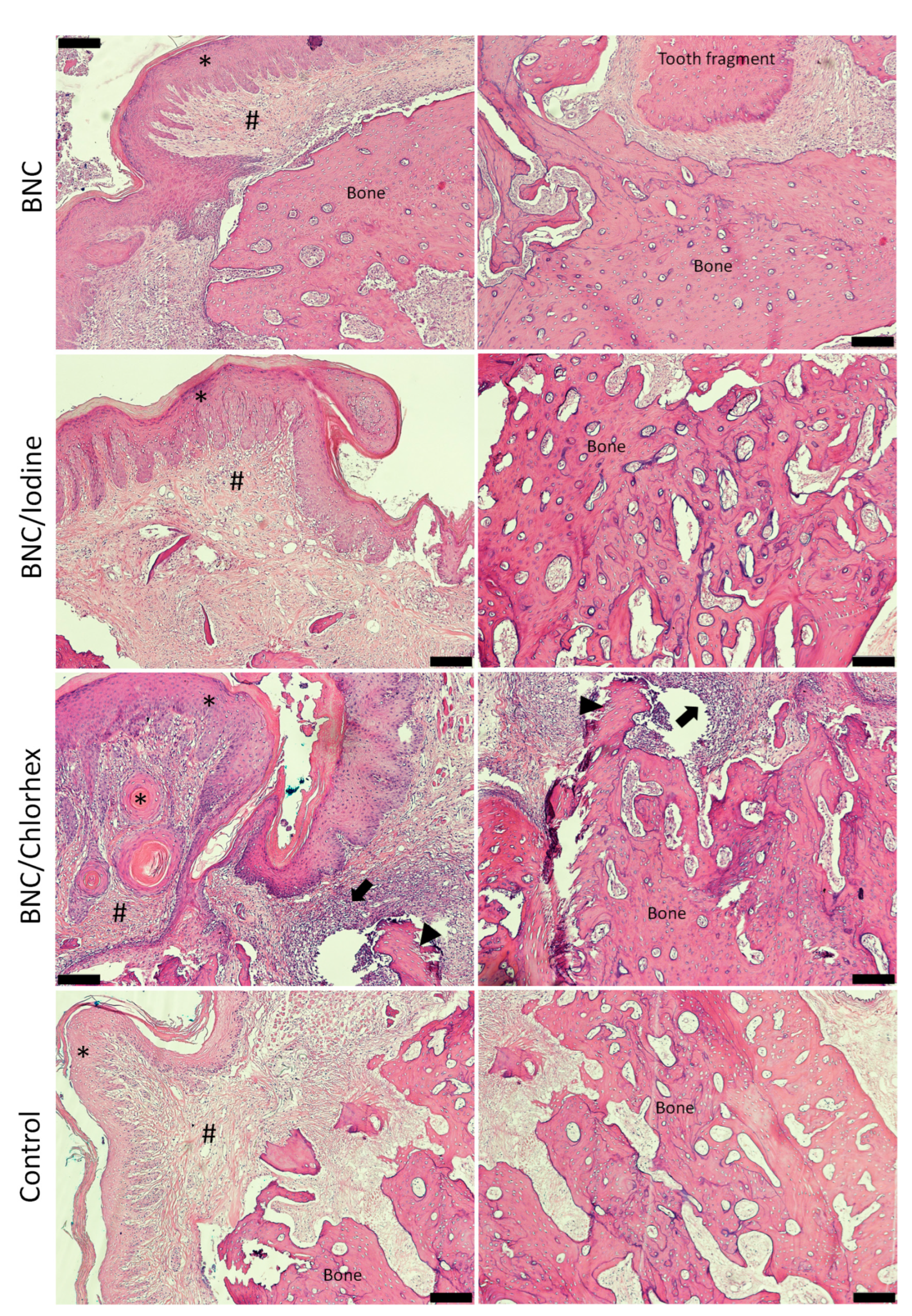 Pharmaceutics 17 00024 g003 Pharmaceutics 17 00024 g003
