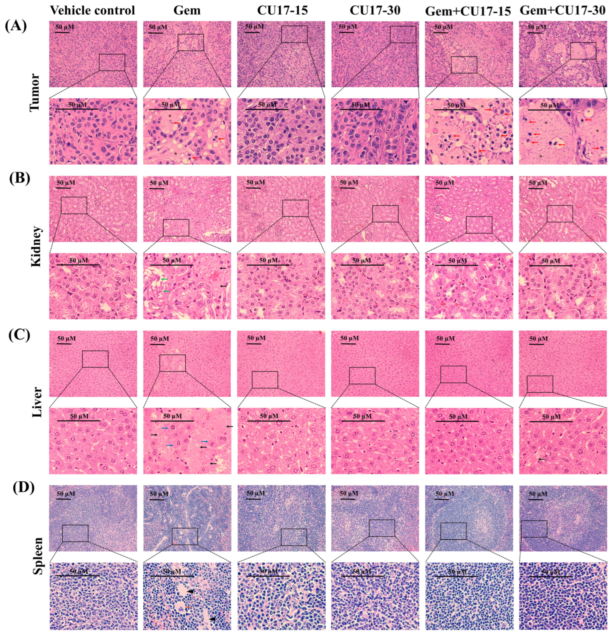 Pharmaceutics 17 00158 g005