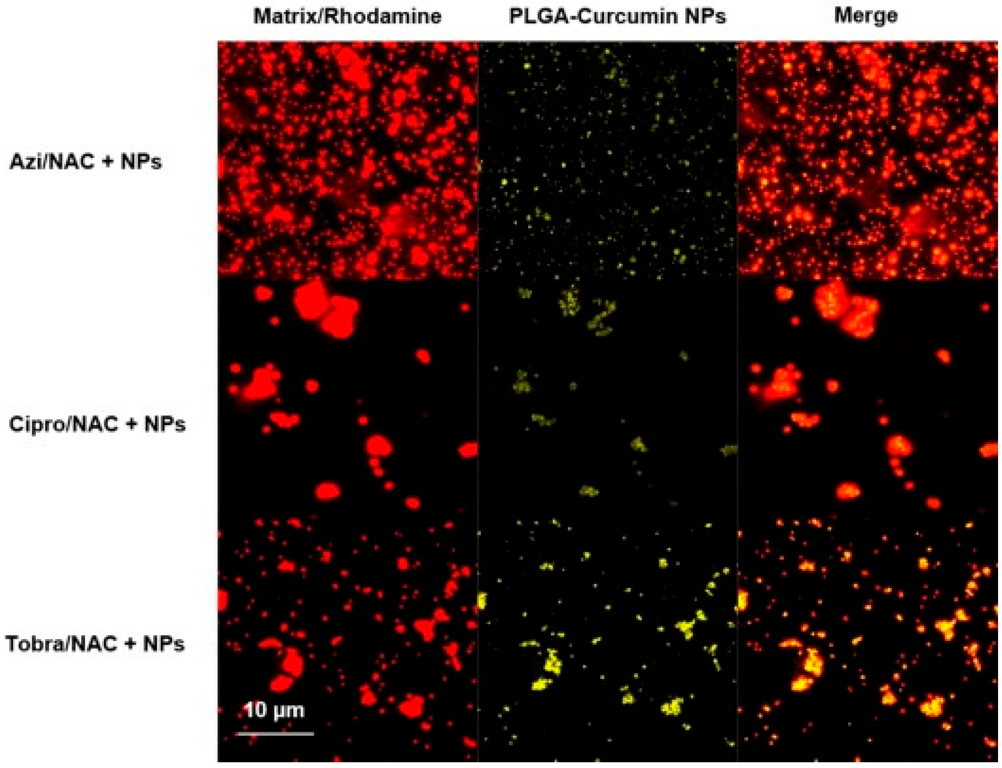 Pharmaceutics 17 00207 g001