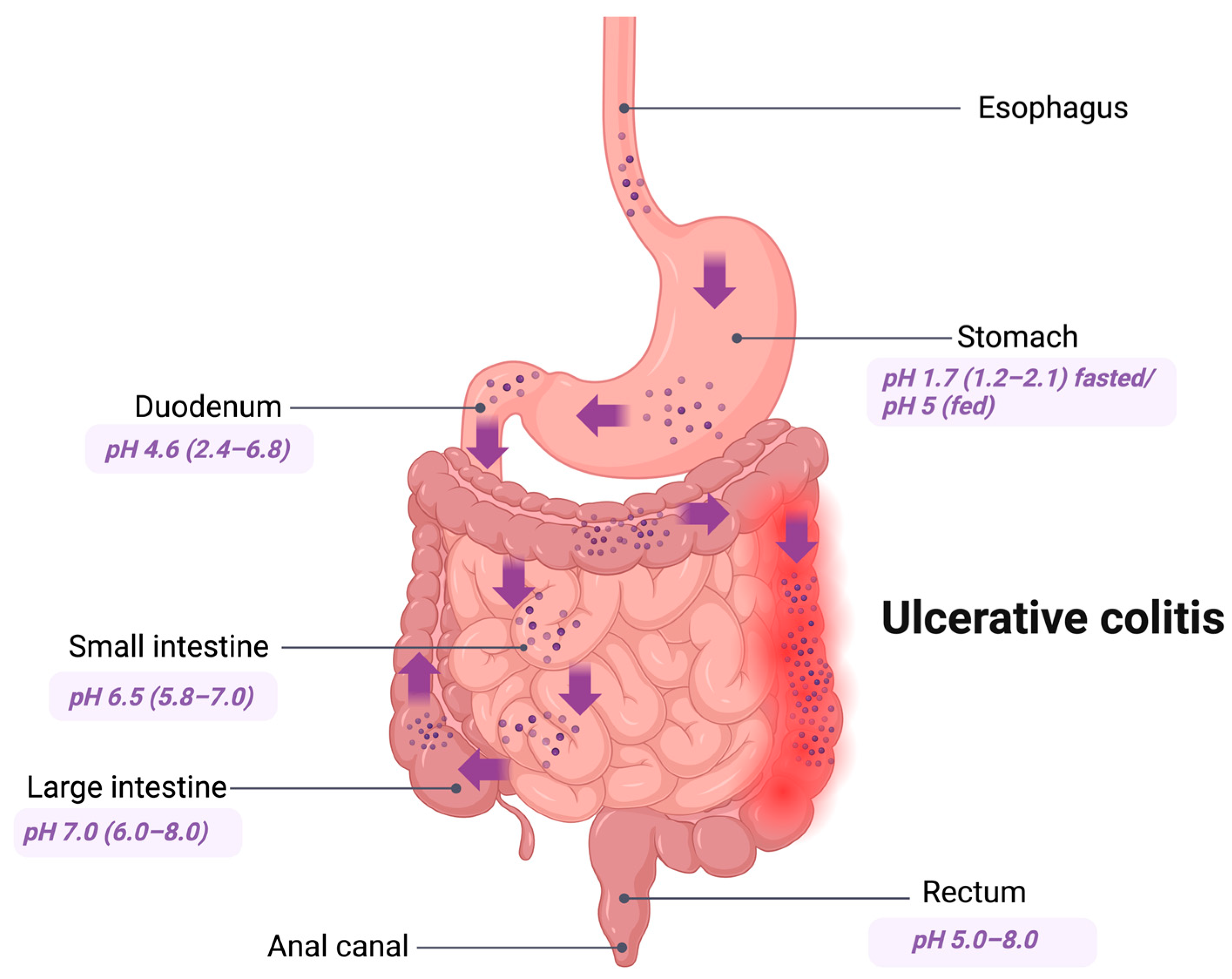 Pharmaceutics 17 00226 g001 Pharmaceutics 17 00226 g001