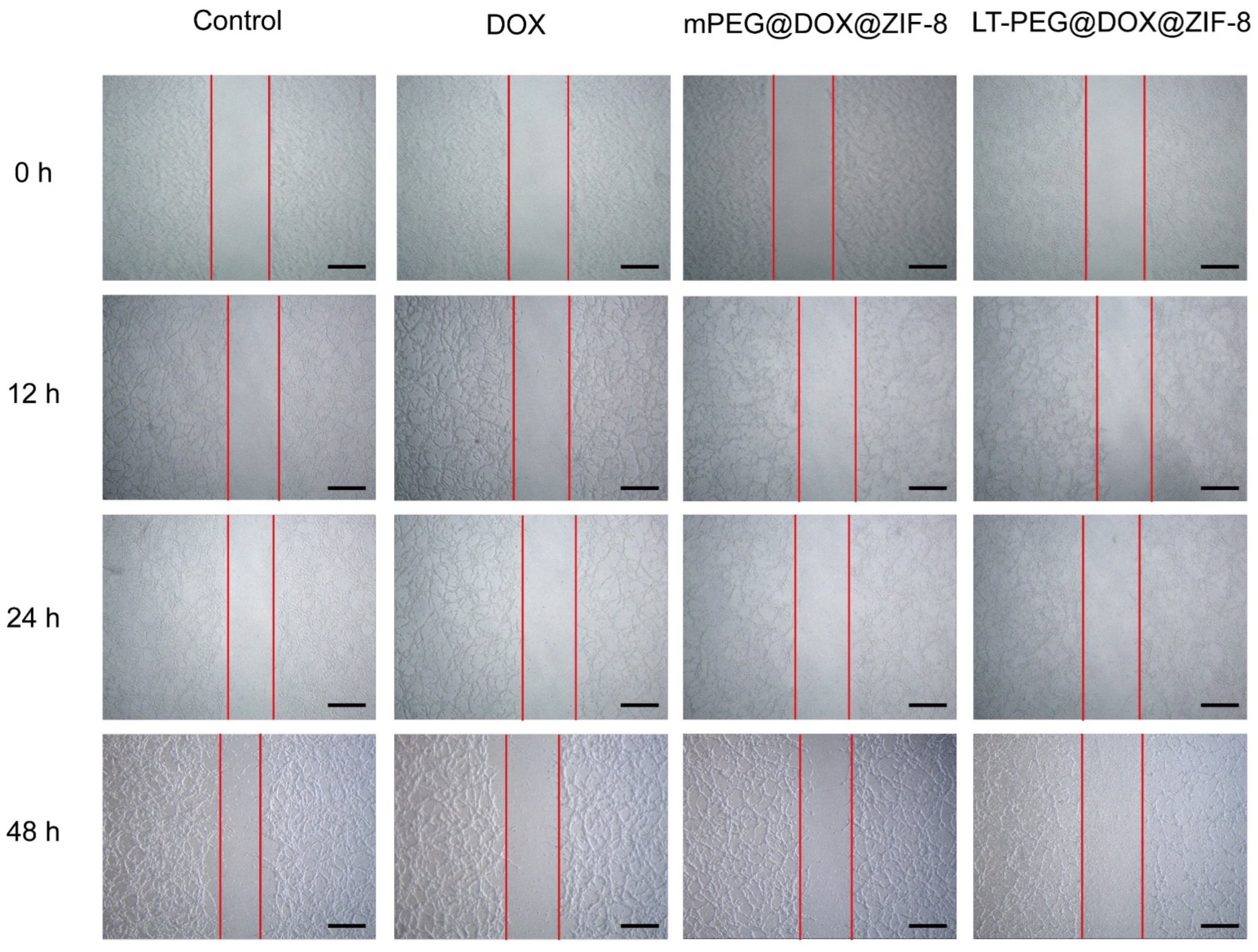 Pharmaceutics 17 00246 g005