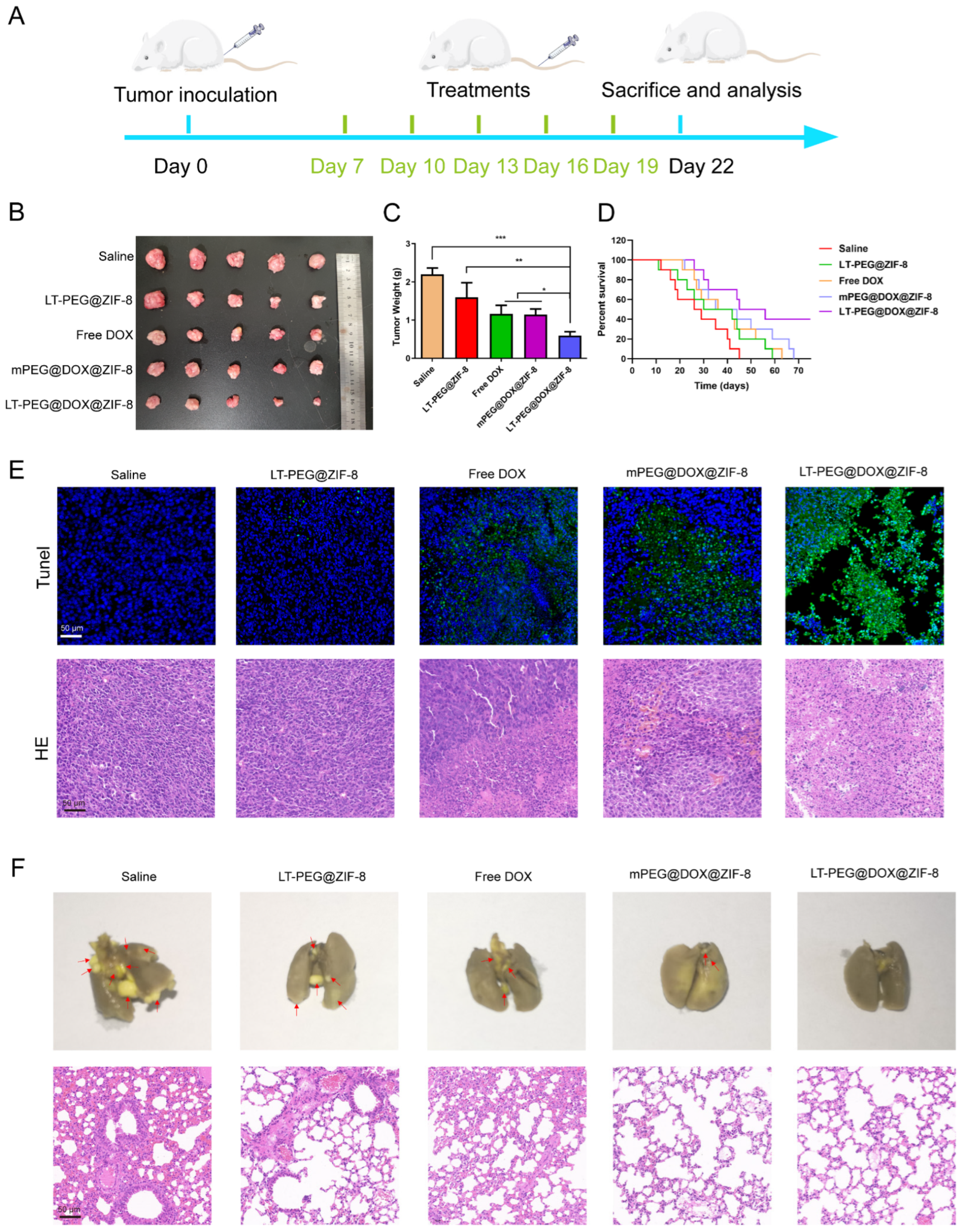 Pharmaceutics 17 00246 g007
