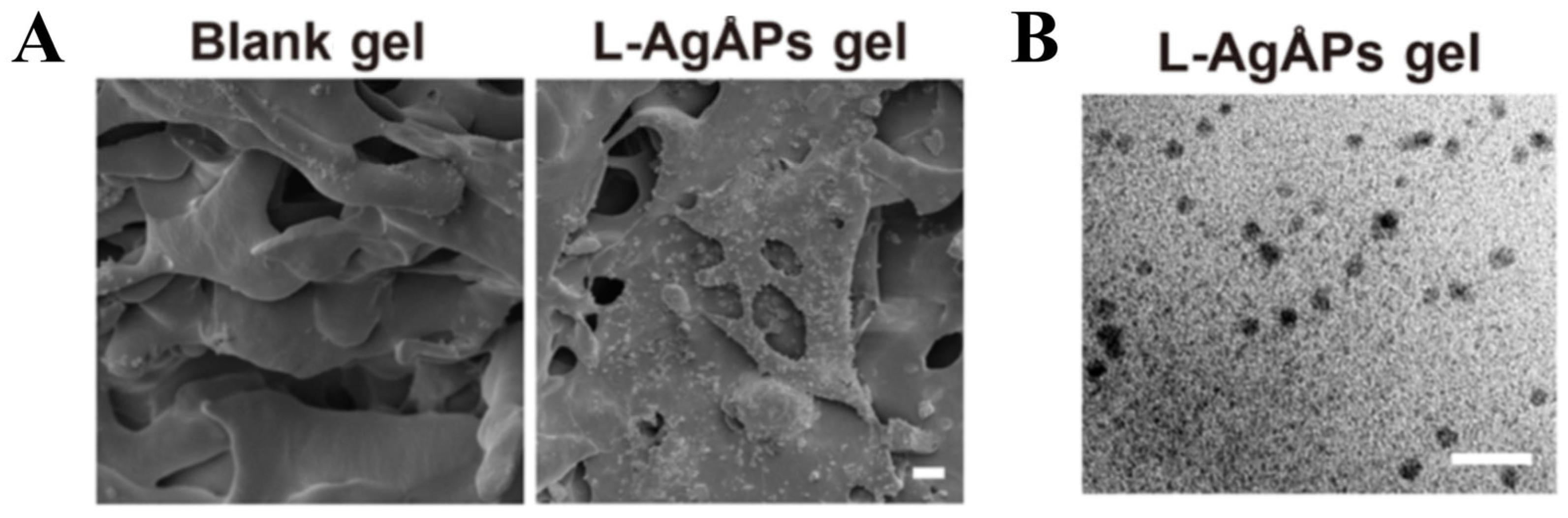 Pharmaceutics 17 00249 g007