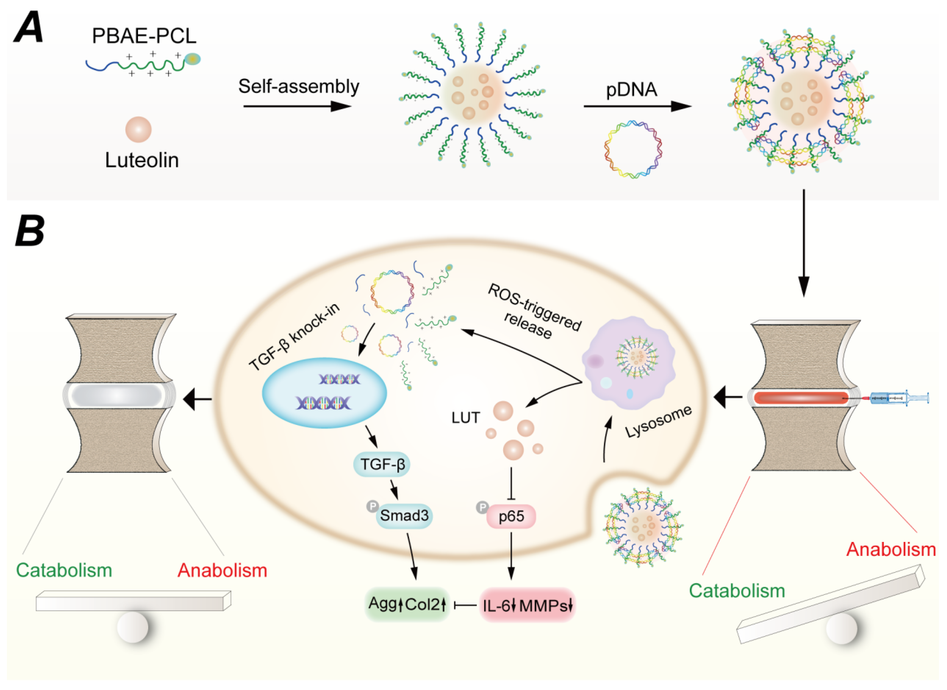 Pharmaceutics 17 00313 g004