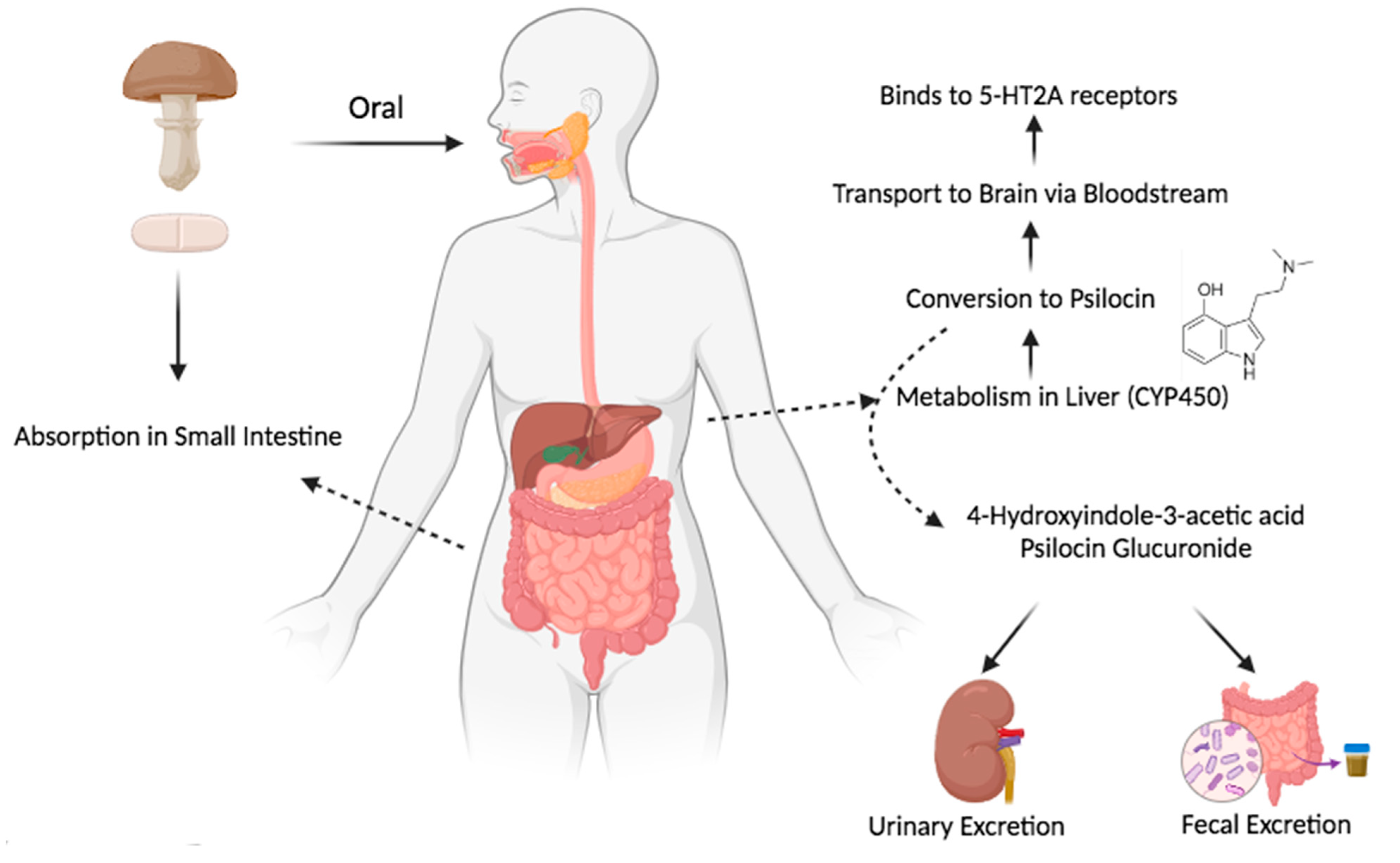 Pharmaceutics 17 00411 g004
