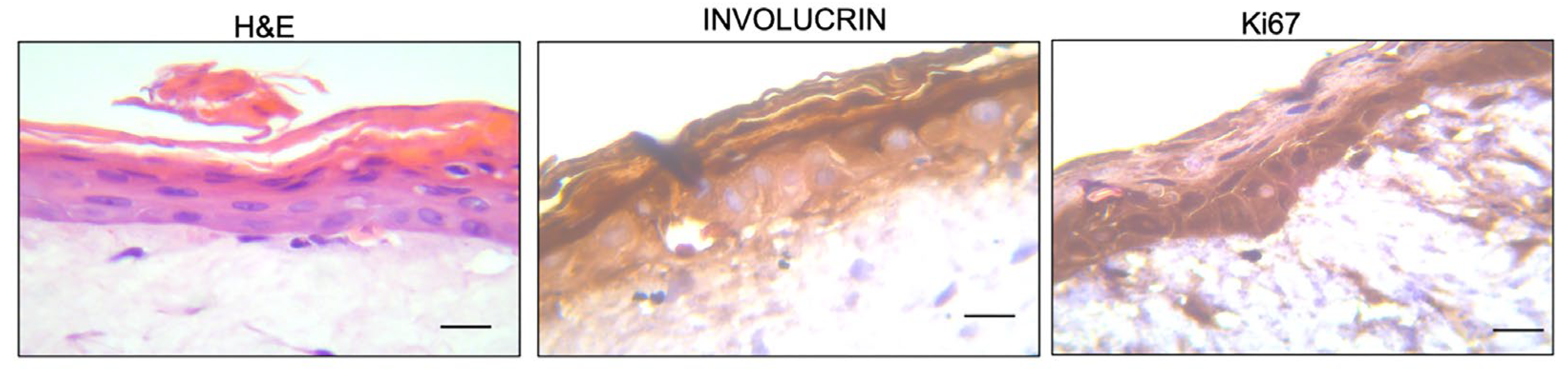 Pharmaceutics 17 00472 g001