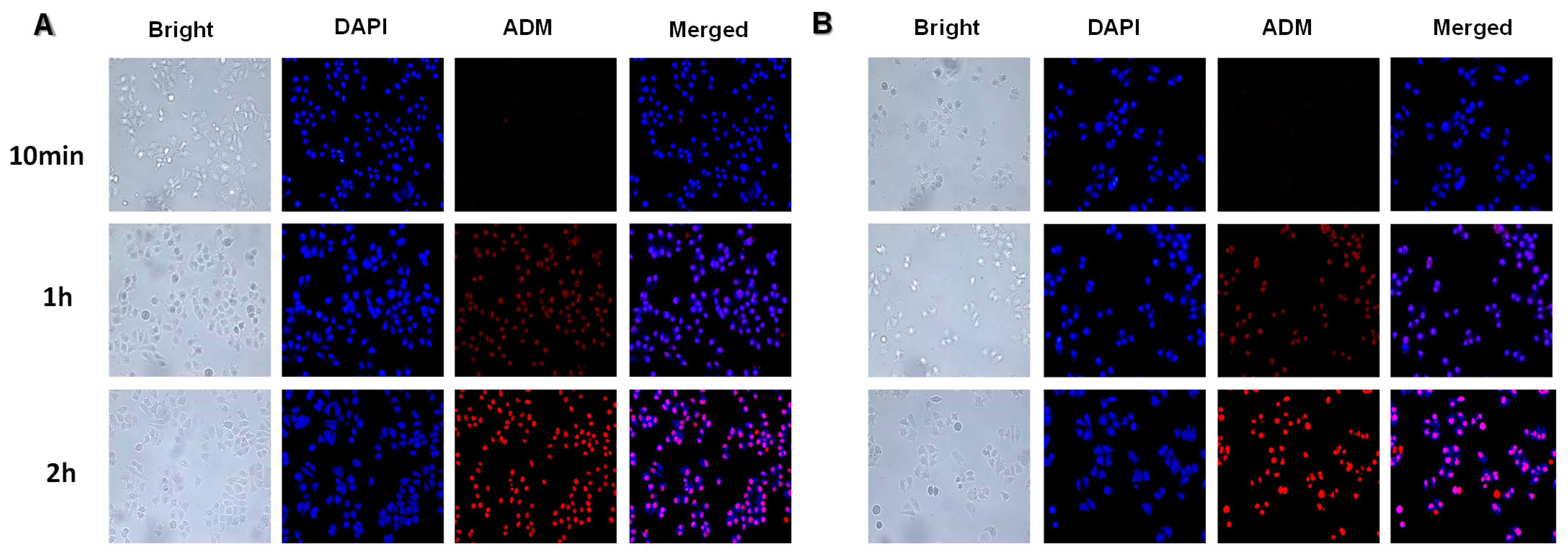 Pharmaceutics 17 00538 g008