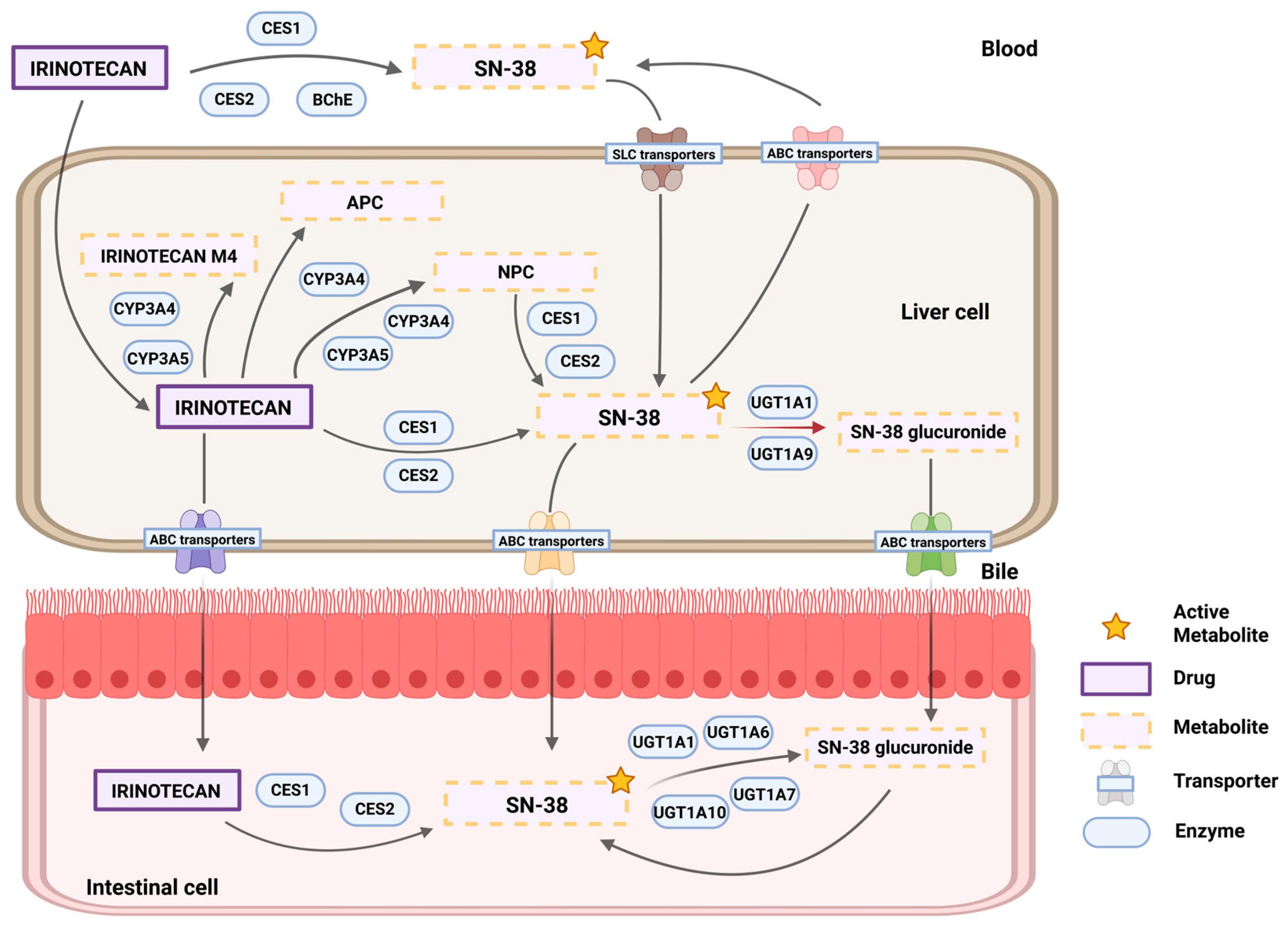Pharmaceutics 17 00542 g001