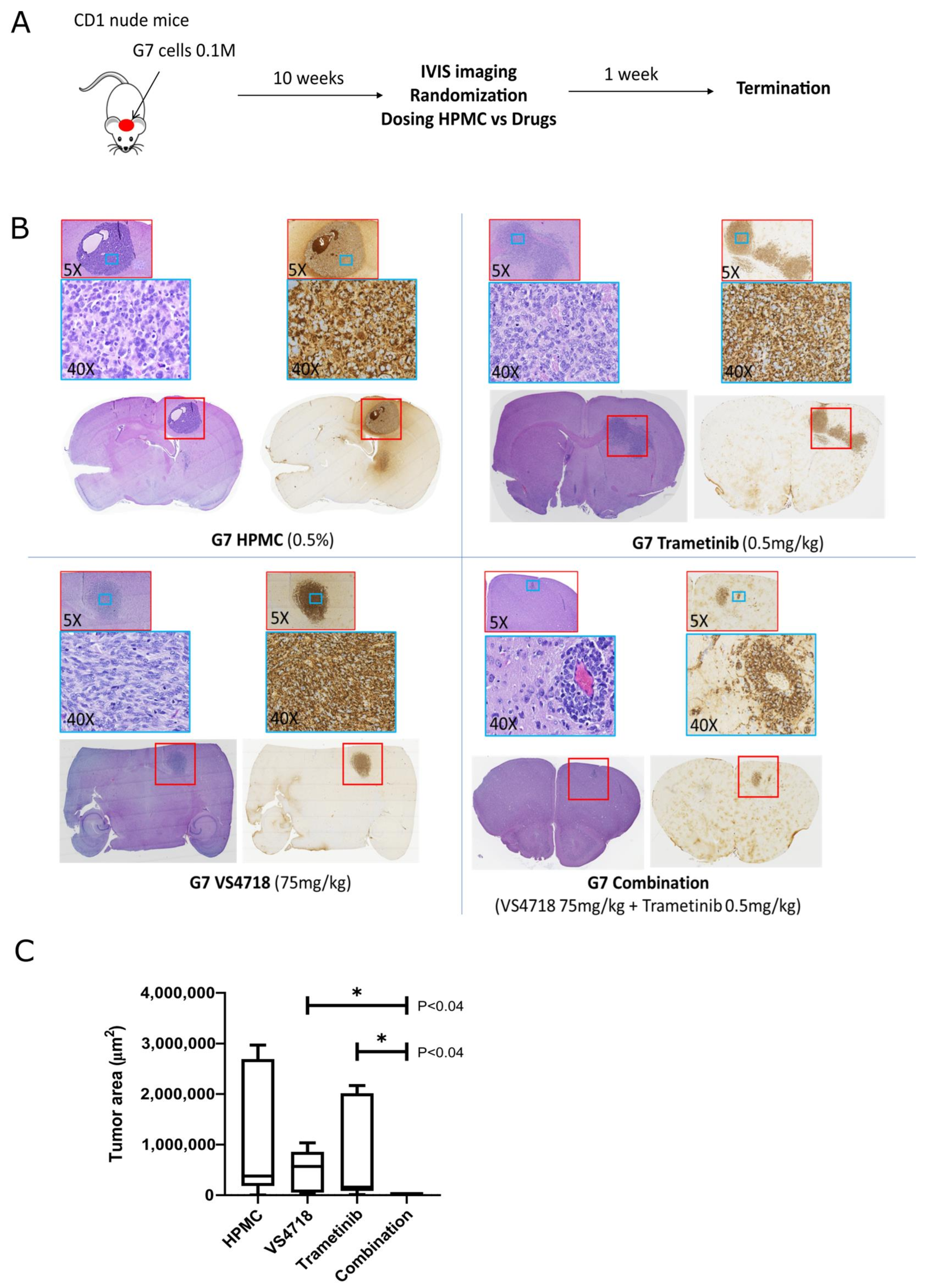 Pharmaceutics 17 00549 g008