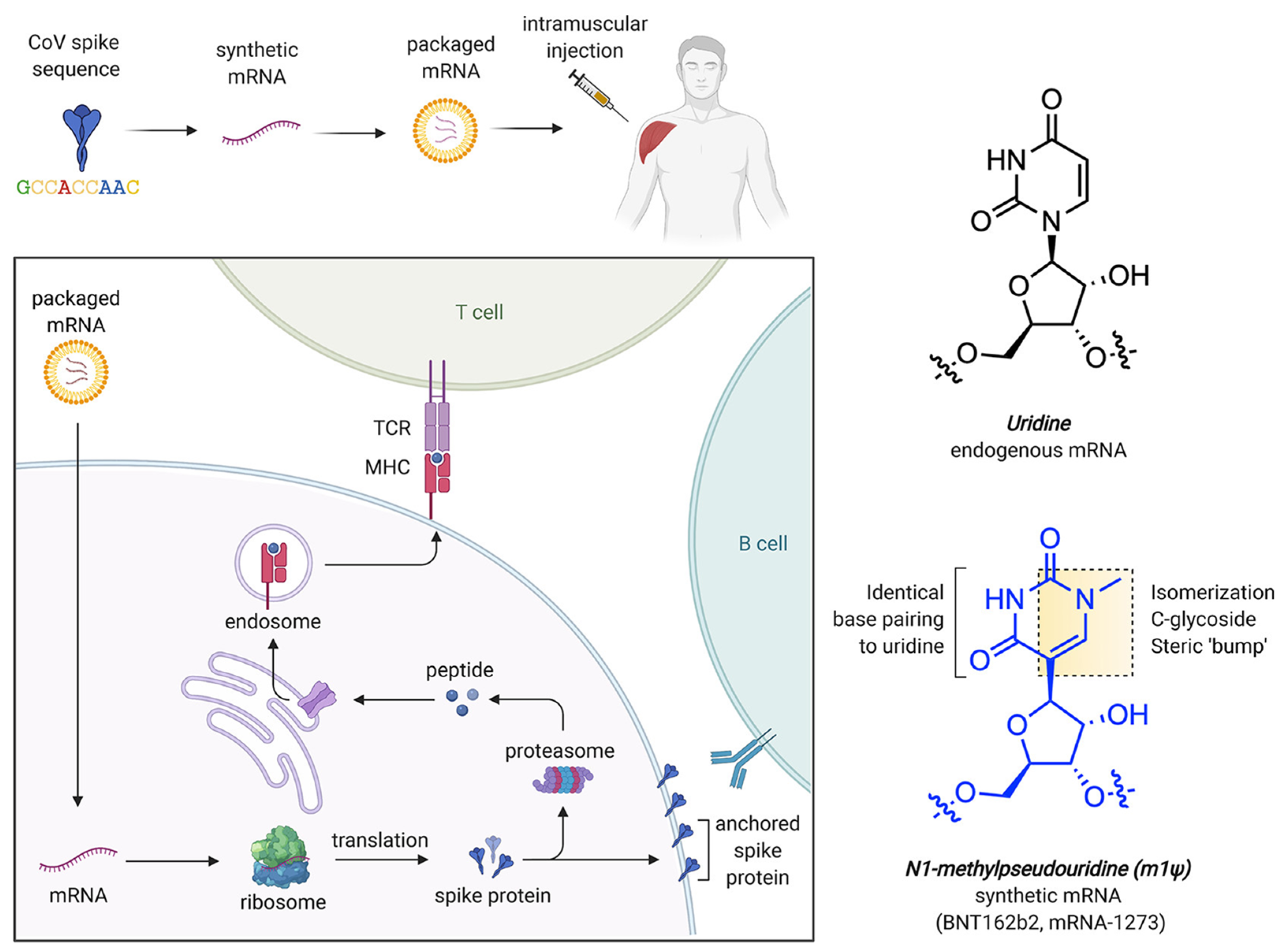 Pharmaceutics 17 00550 g006