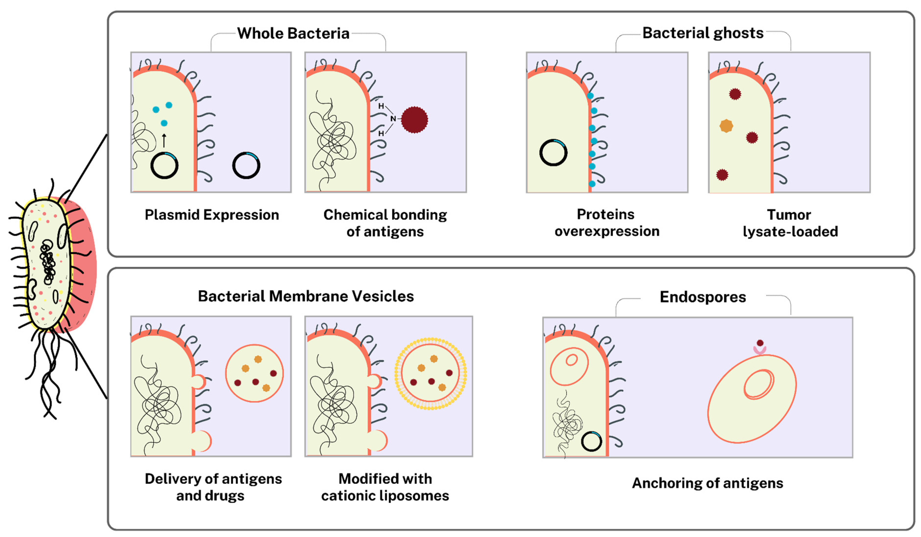 Pharmaceutics 17 00640 g002 Pharmaceutics 17 00640 g002