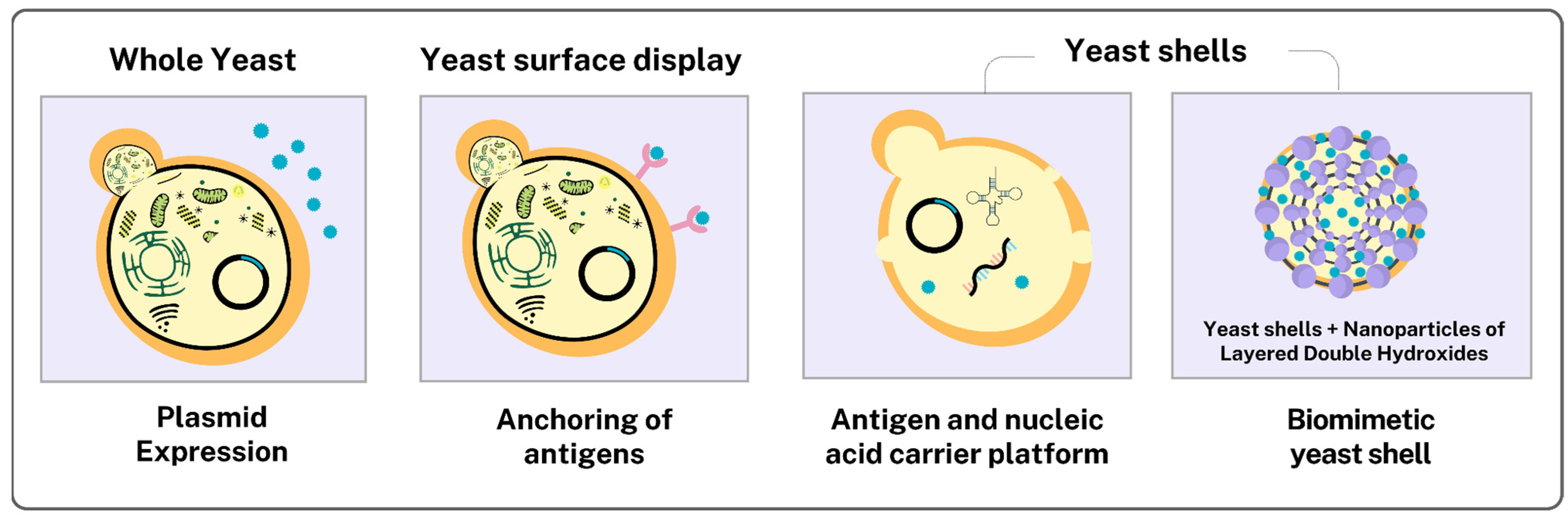 Pharmaceutics 17 00640 g003 Pharmaceutics 17 00640 g003