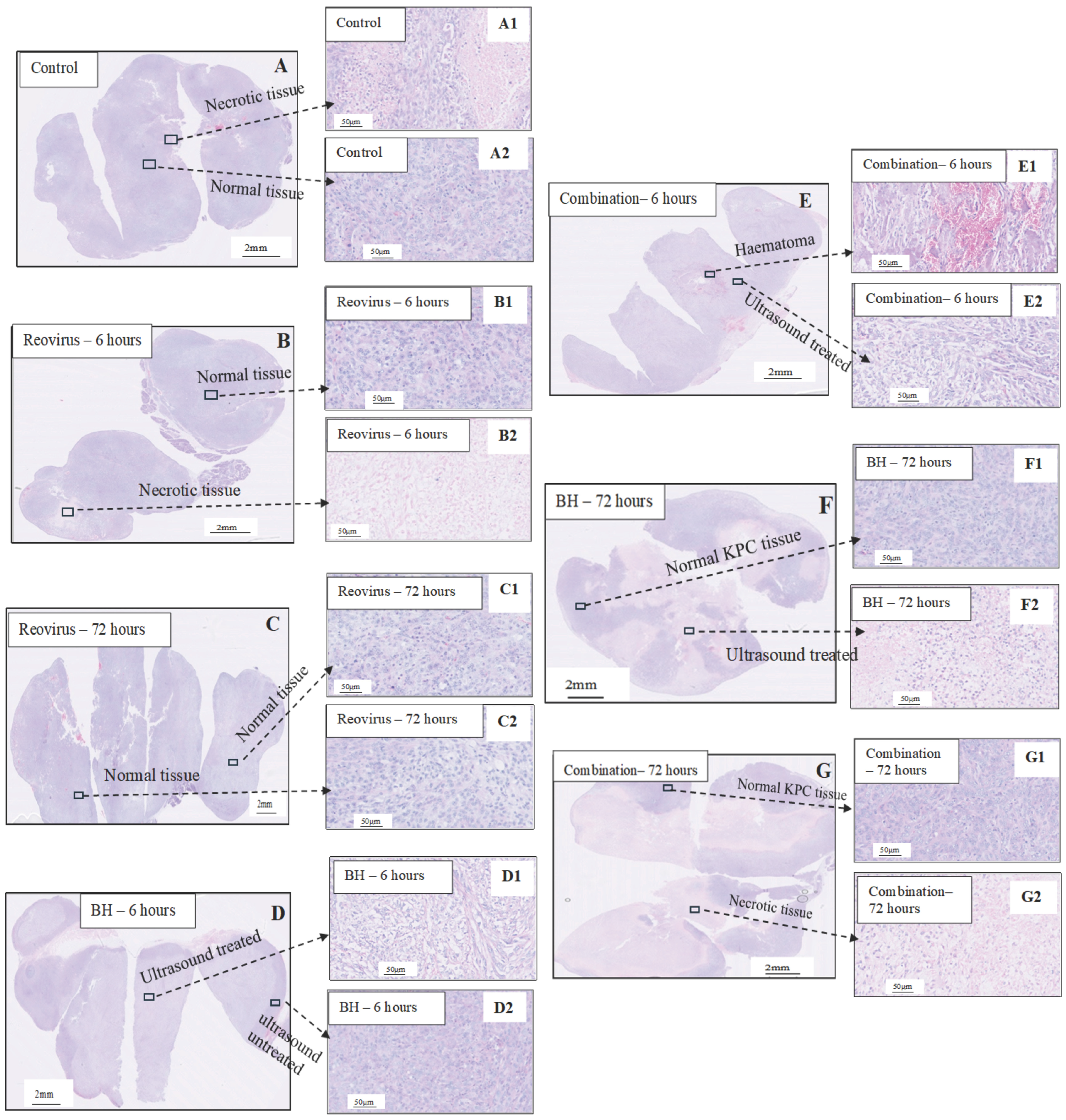 Pharmaceutics 17 00949 g002 Pharmaceutics 17 00949 g002