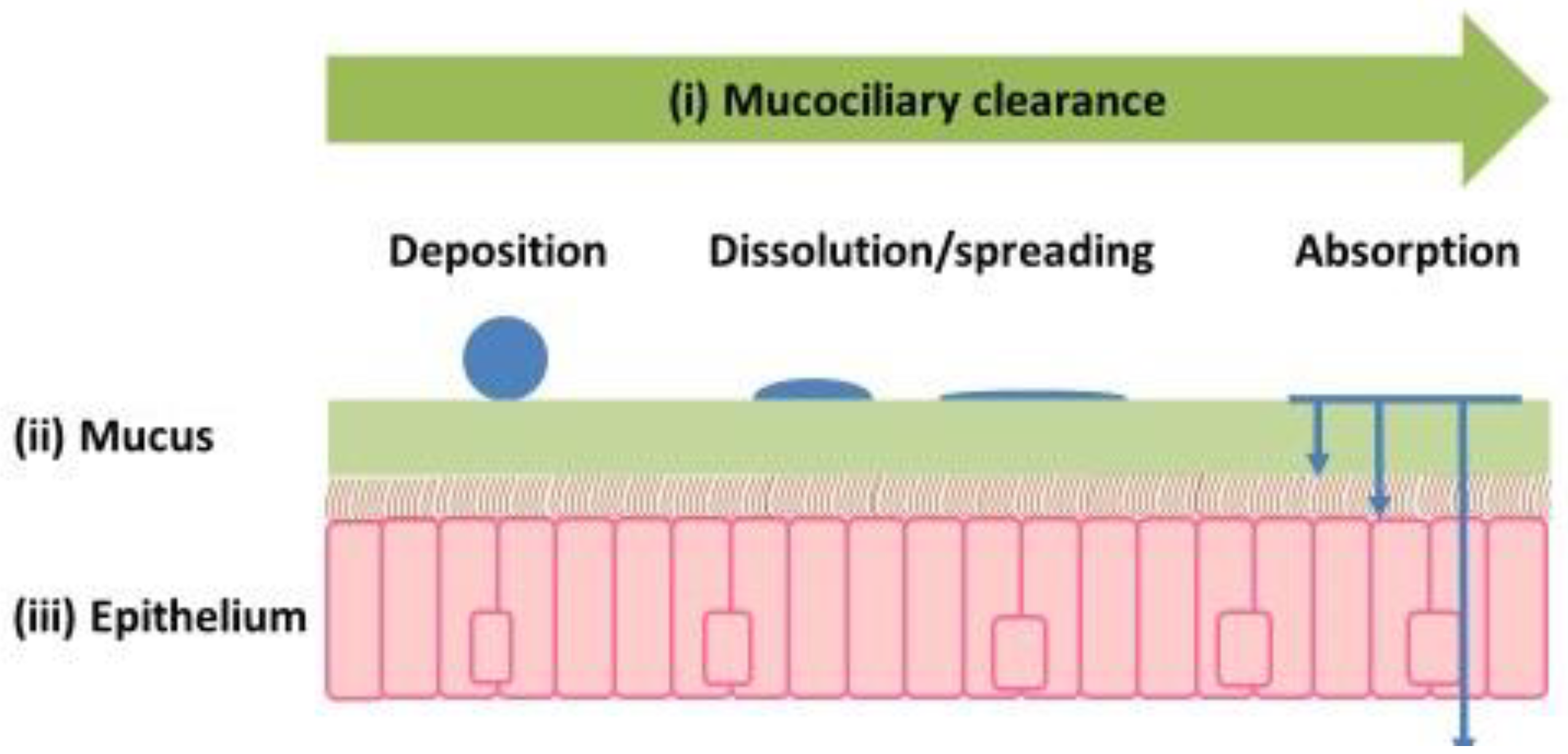Pharmaceutics 17 01321 g004 Pharmaceutics 17 01321 g004