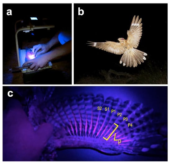 Birds of different feathers flock together, eLife Science Digests