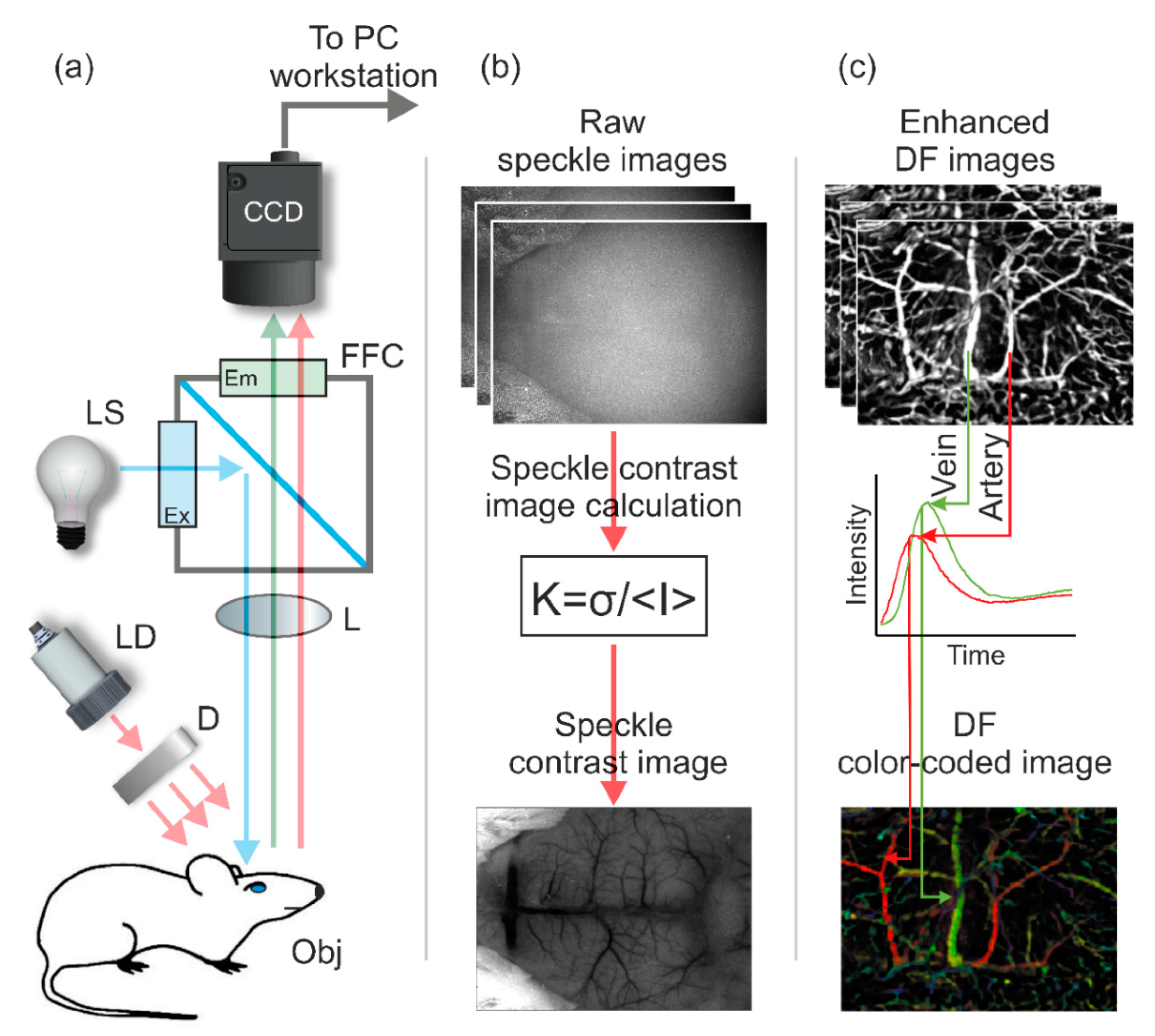 Photonics | Free Full-Text | A Robust Method for Adjustment of Laser Speckle  Contrast Imaging during Transcranial Mouse Brain Visualization