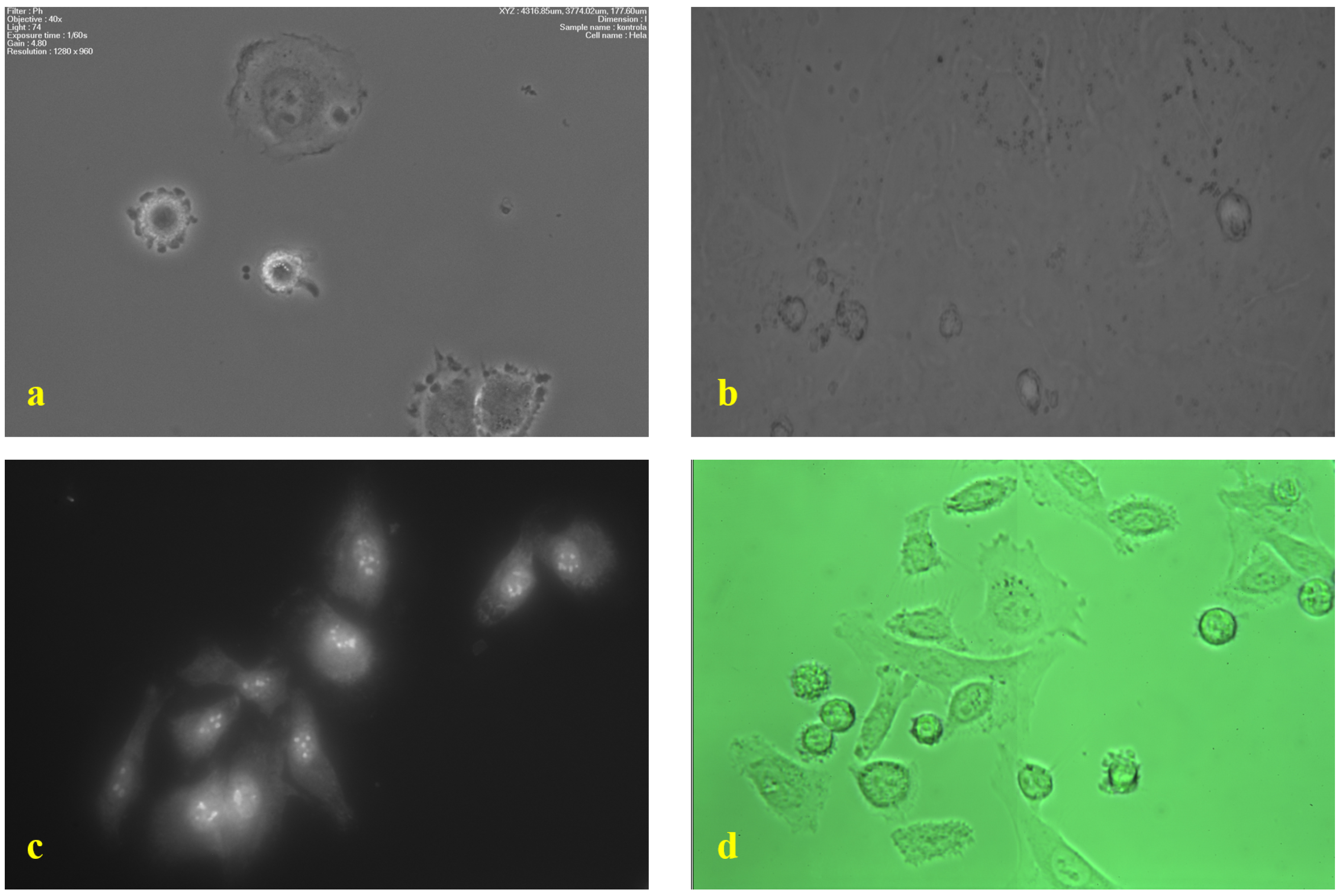 Photonics 08 00333 g007