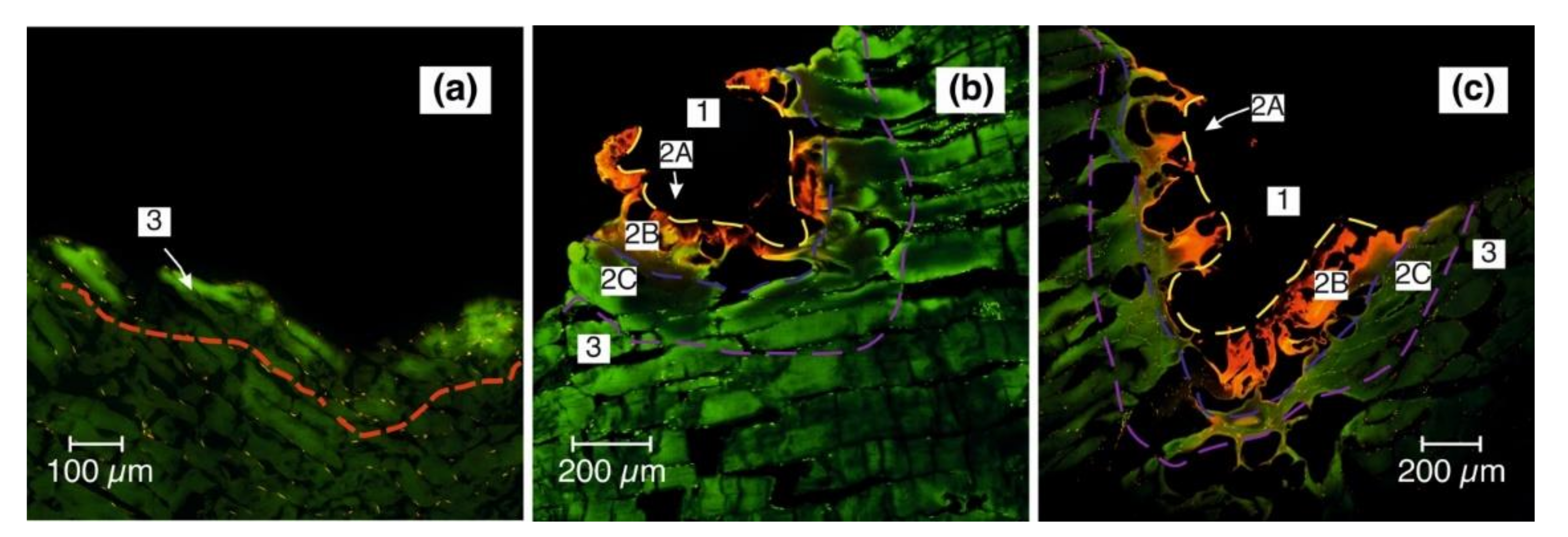 Photonics 09 00020 g006