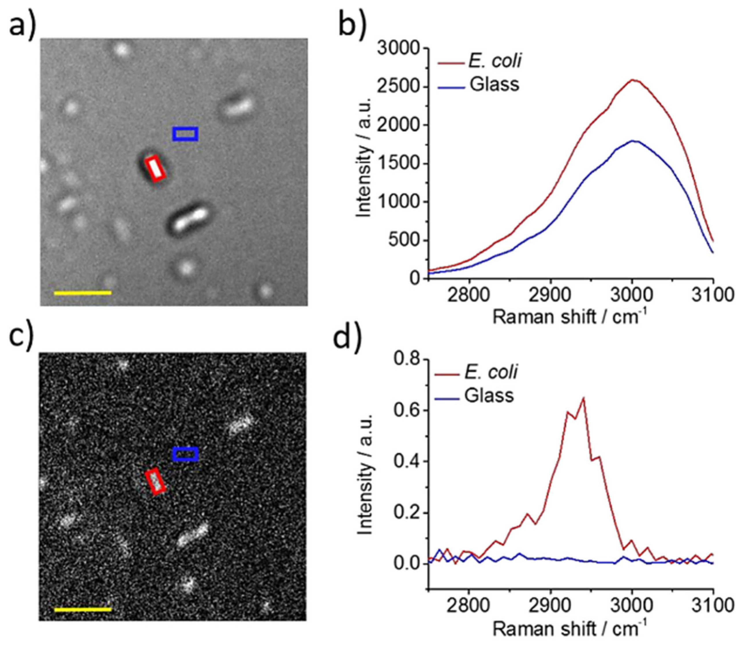 A Review Of Raman-Based Technologies For Bacterial Identification And ...