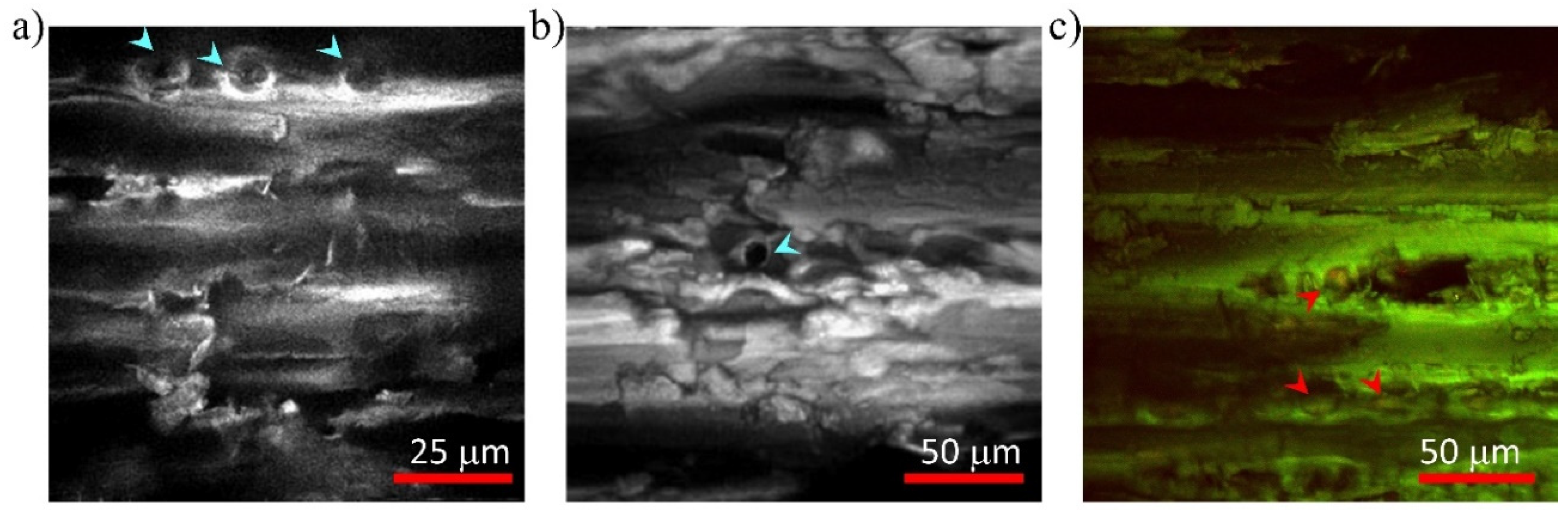 Photonics 09 00170 g002