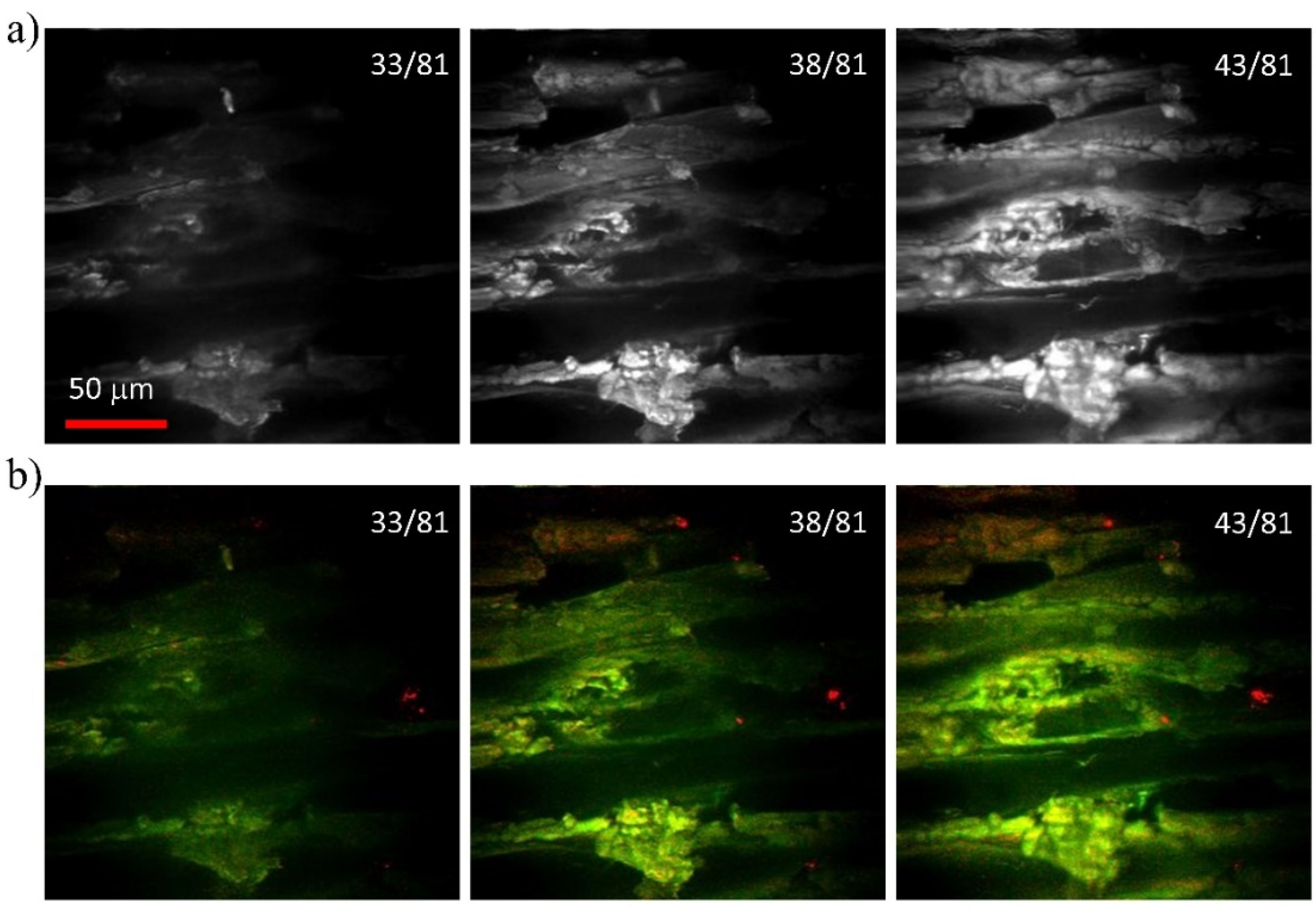 Photonics 09 00170 g003