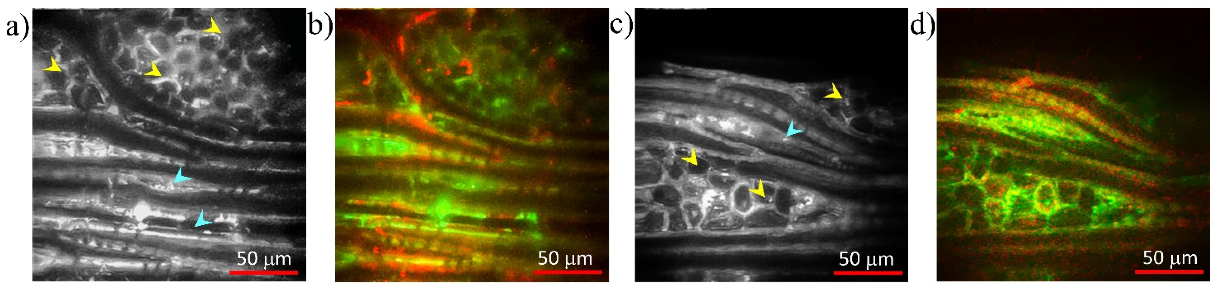 Photonics 09 00170 g004