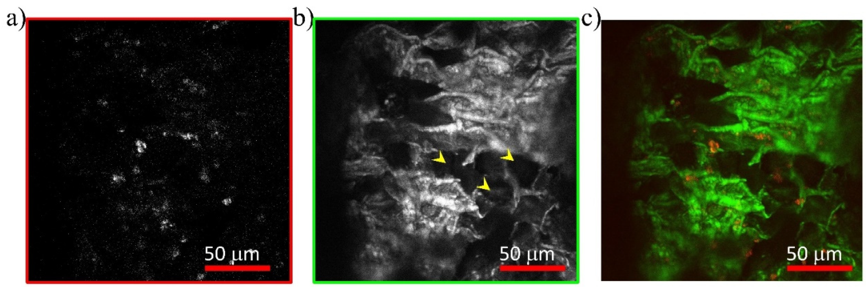 Photonics 09 00170 g005