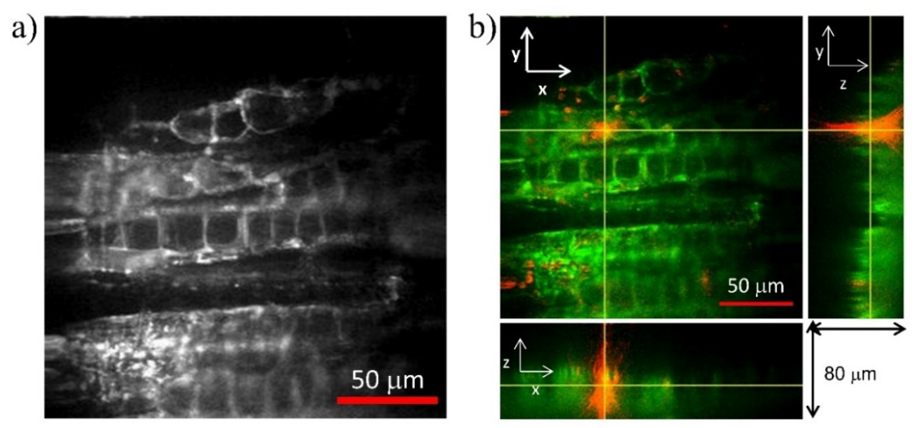 Photonics 09 00170 g006