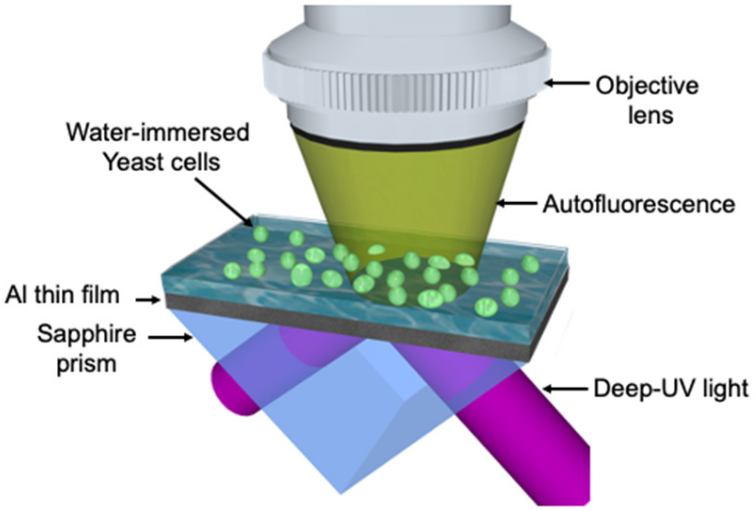 Photonics | Free Full-Text | Autofluorescence Imaging of Living Yeast Cells  with Deep-Ultraviolet Surface Plasmon Resonance
