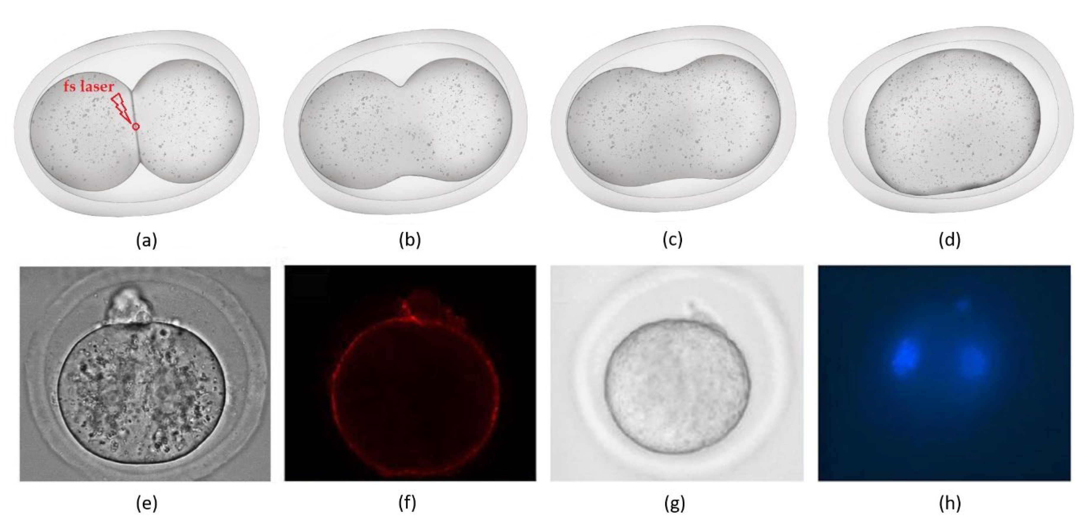 Photonics 09 00914 g007 Photonics 09 00914 g007