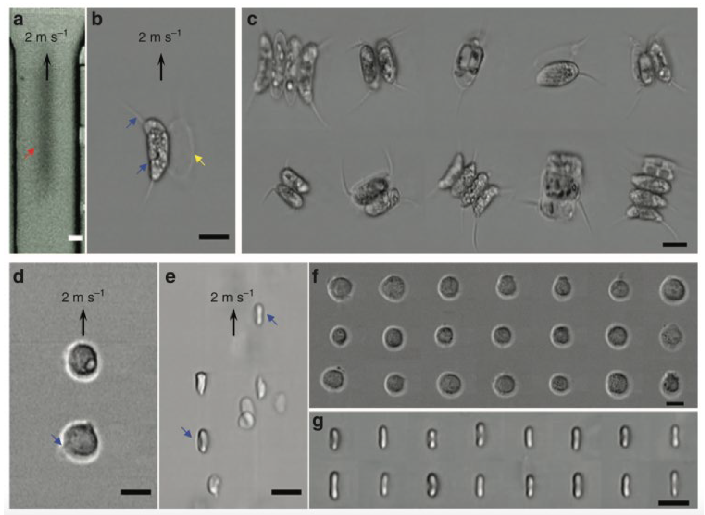 Photonics 10 00817 g008 Photonics 10 00817 g008