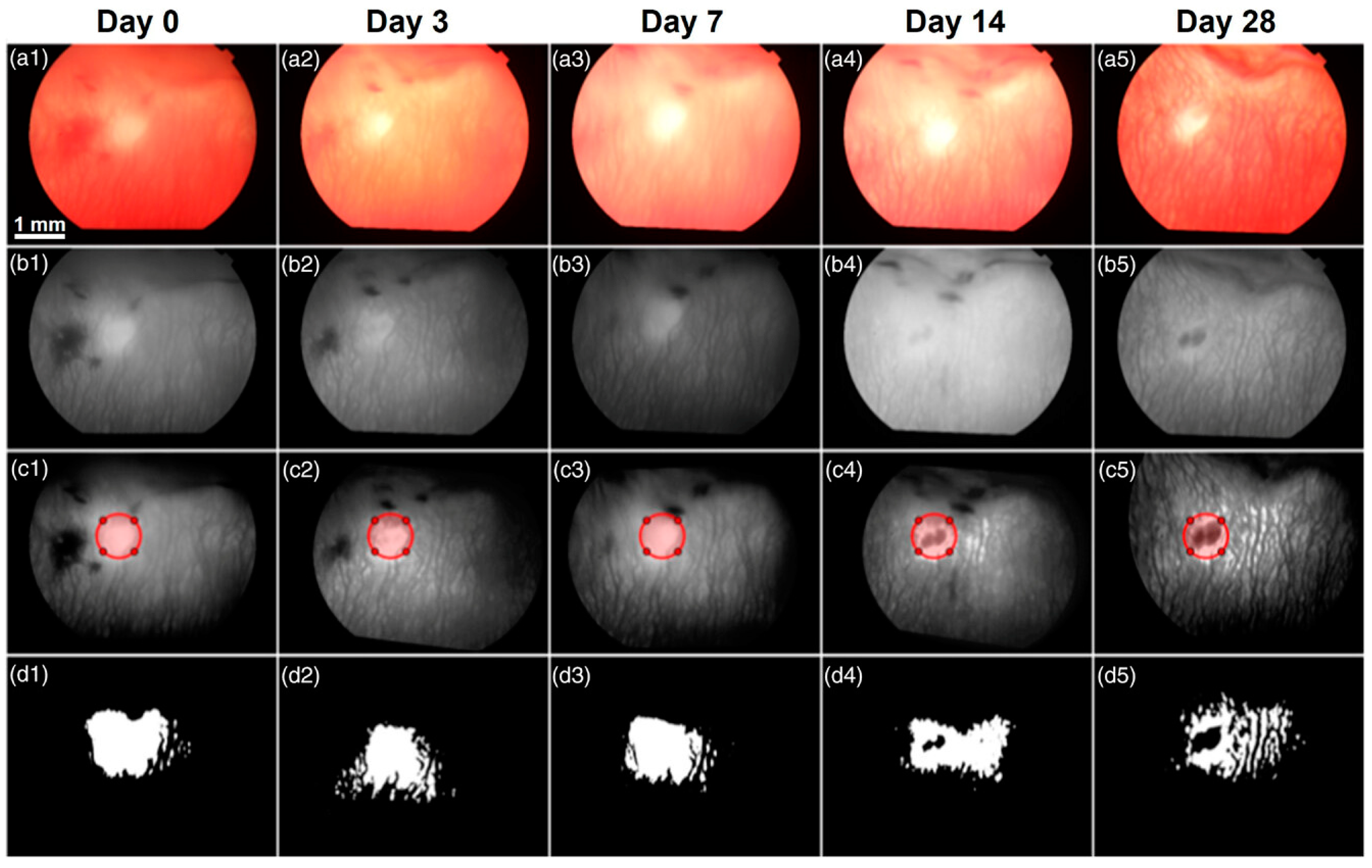 Photonics 12 00156 g005 Photonics 12 00156 g005