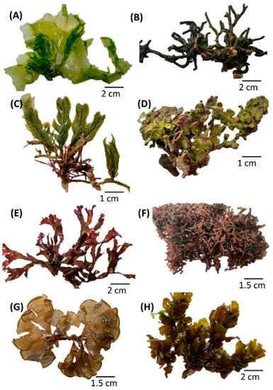 Phycology | Free Full-Text | Seaweeds as a Source of Functional Proteins |  HTML