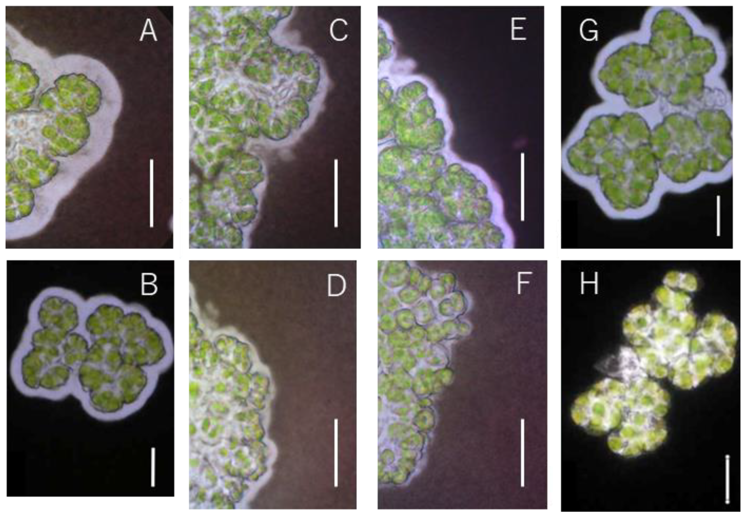 Phycology 02 00020 g002 Phycology 02 00020 g002