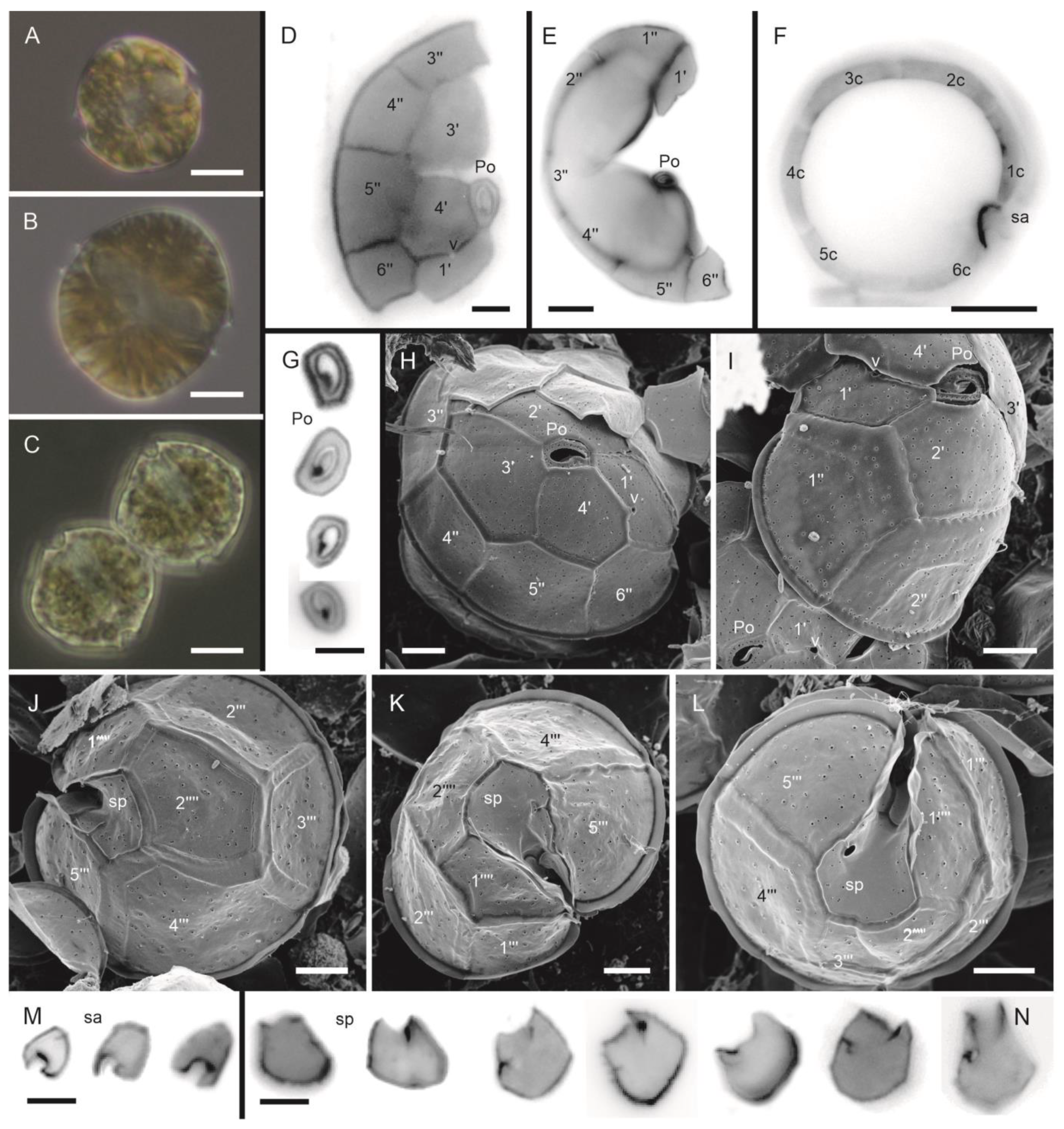 Phycology 03 00006 g002 Phycology 03 00006 g002