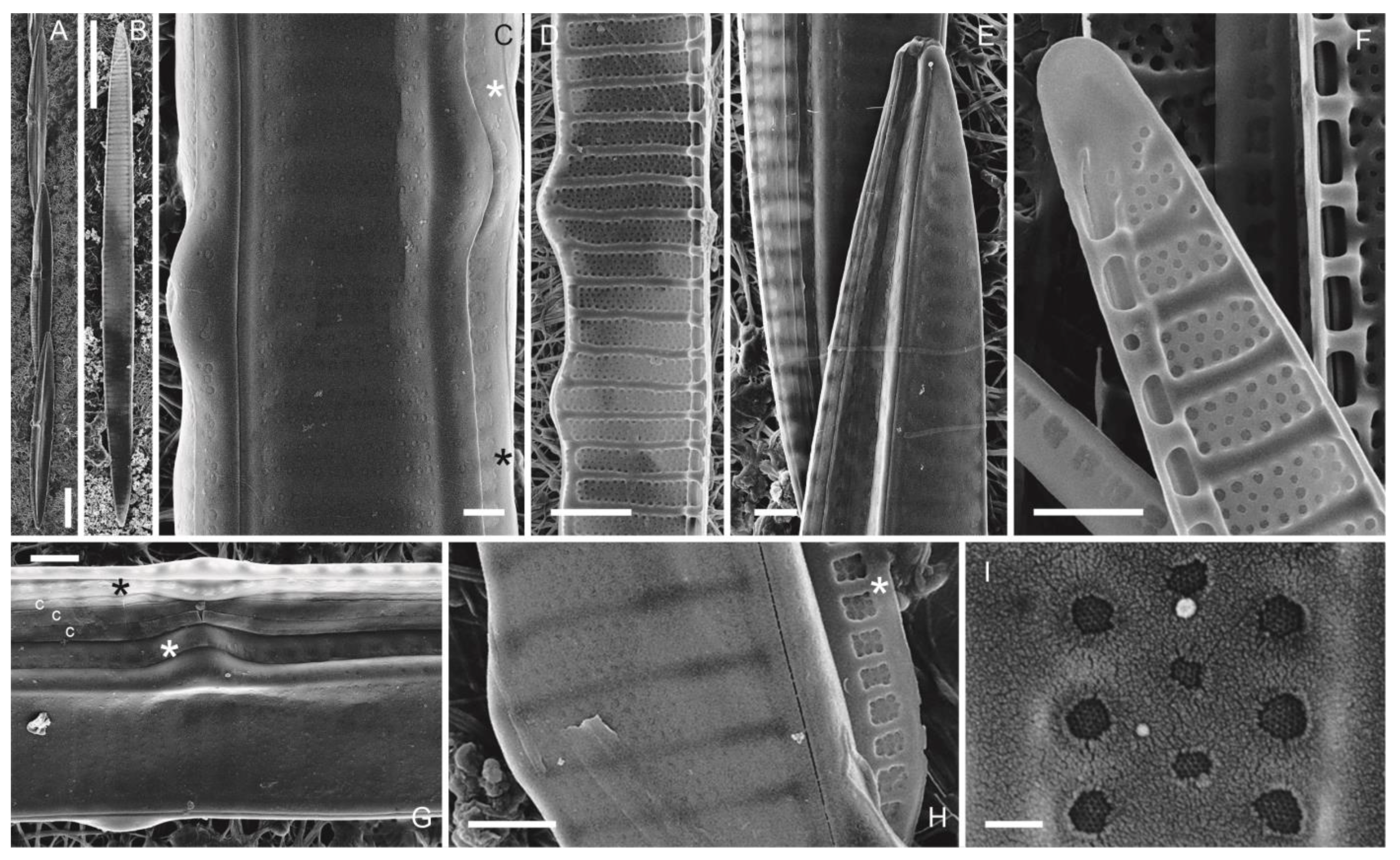 Phycology 03 00006 g004 Phycology 03 00006 g004