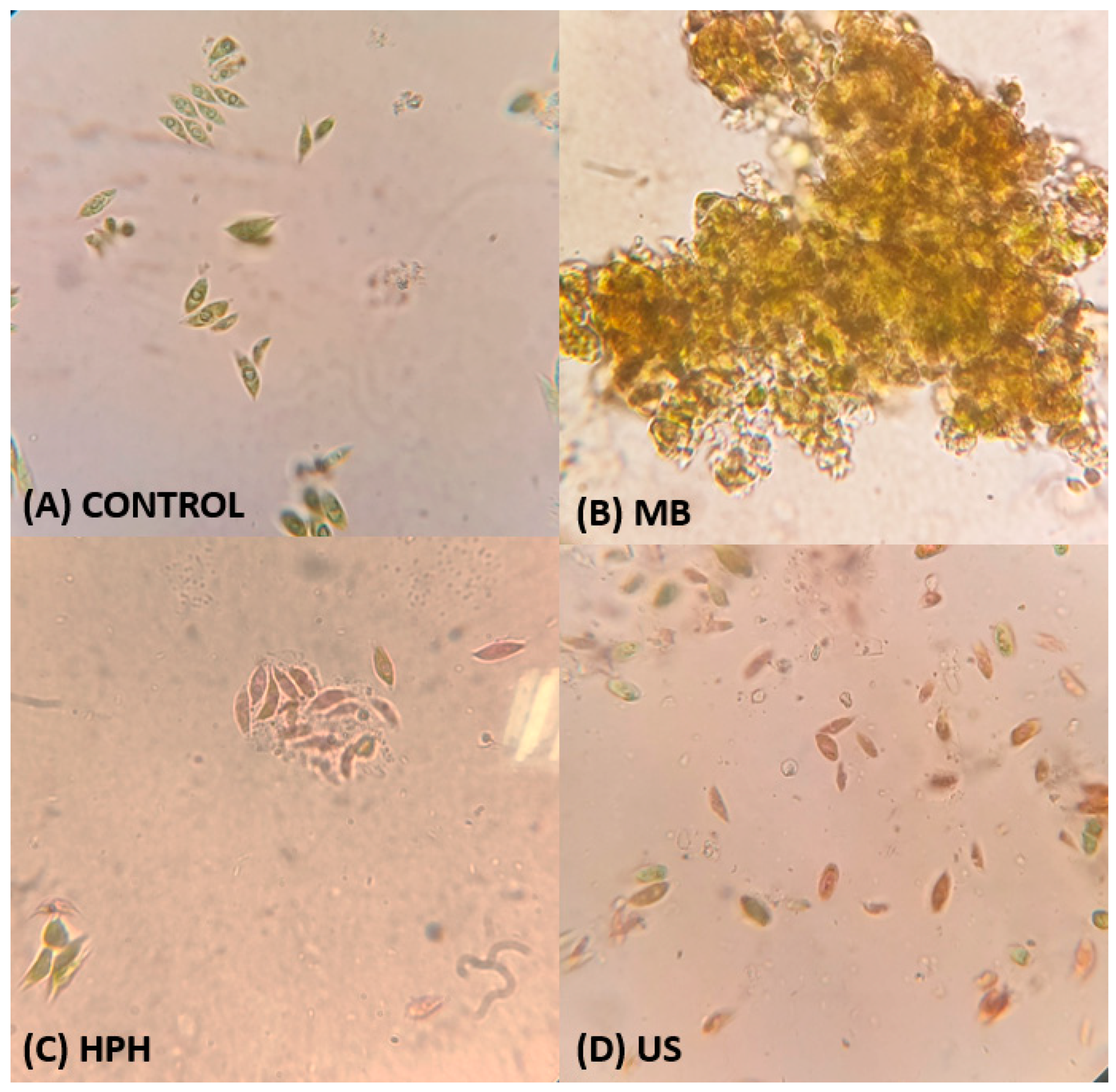 Phycology 04 00005 g003