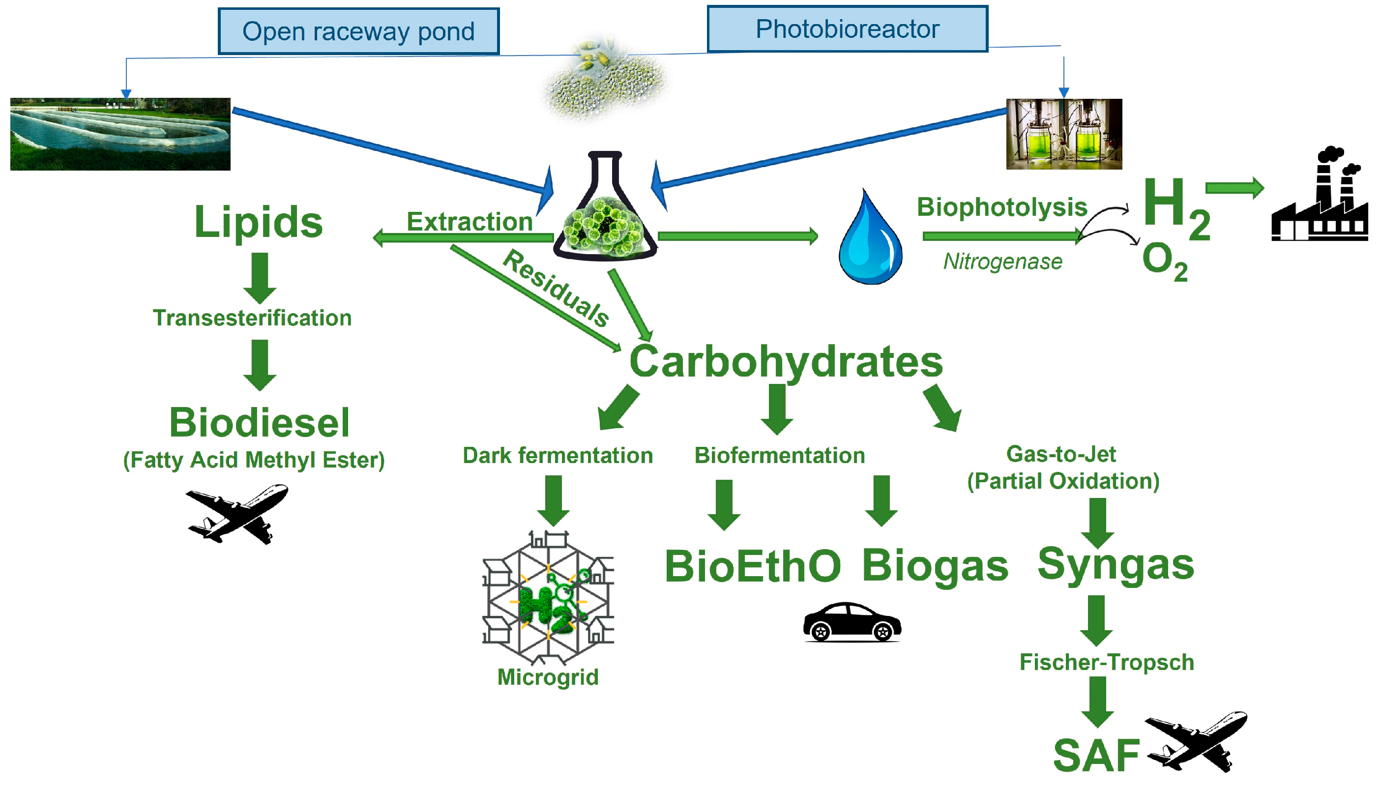 Phycology 04 00030 g002
