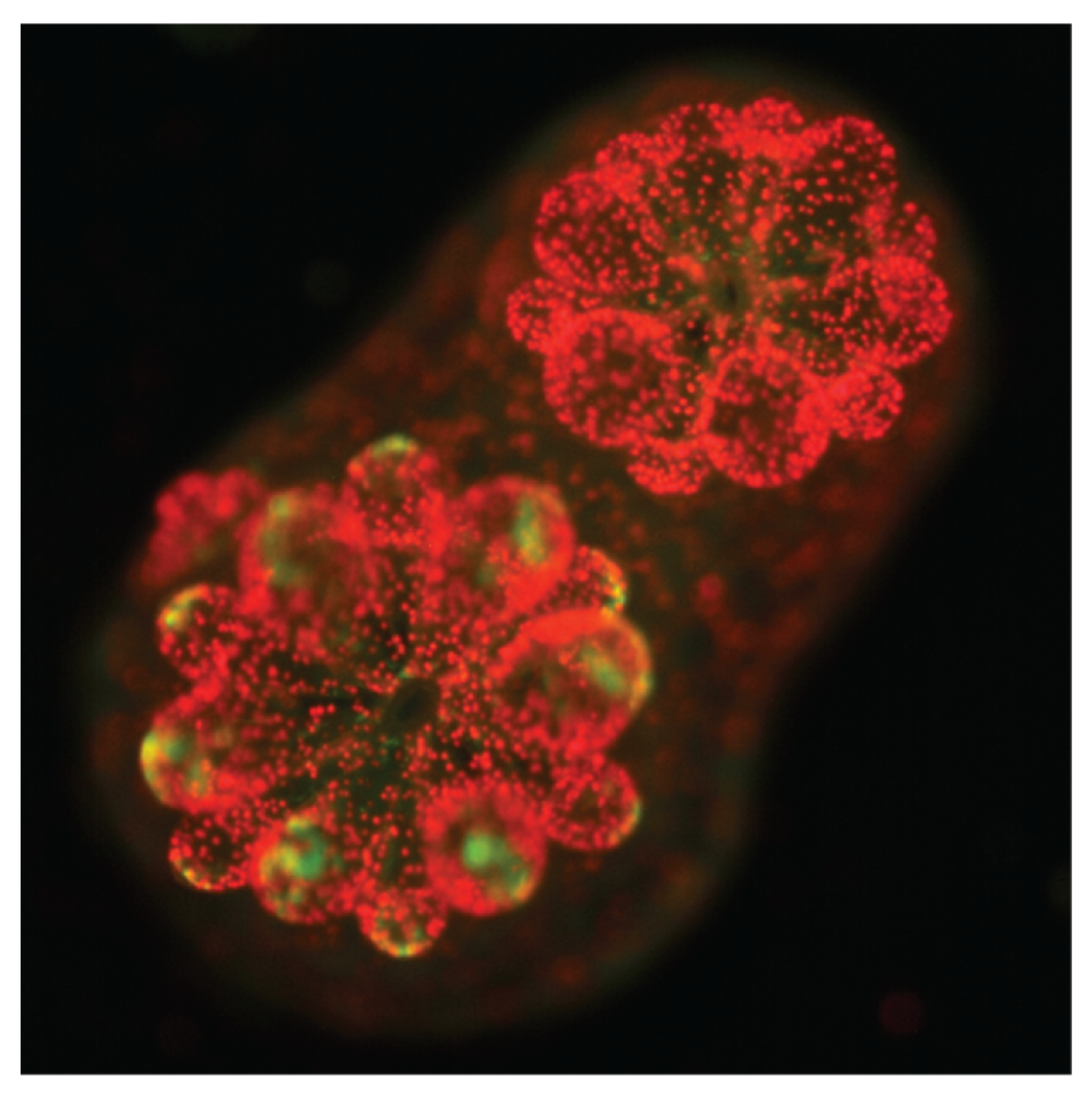 Phycology 05 00014 g001