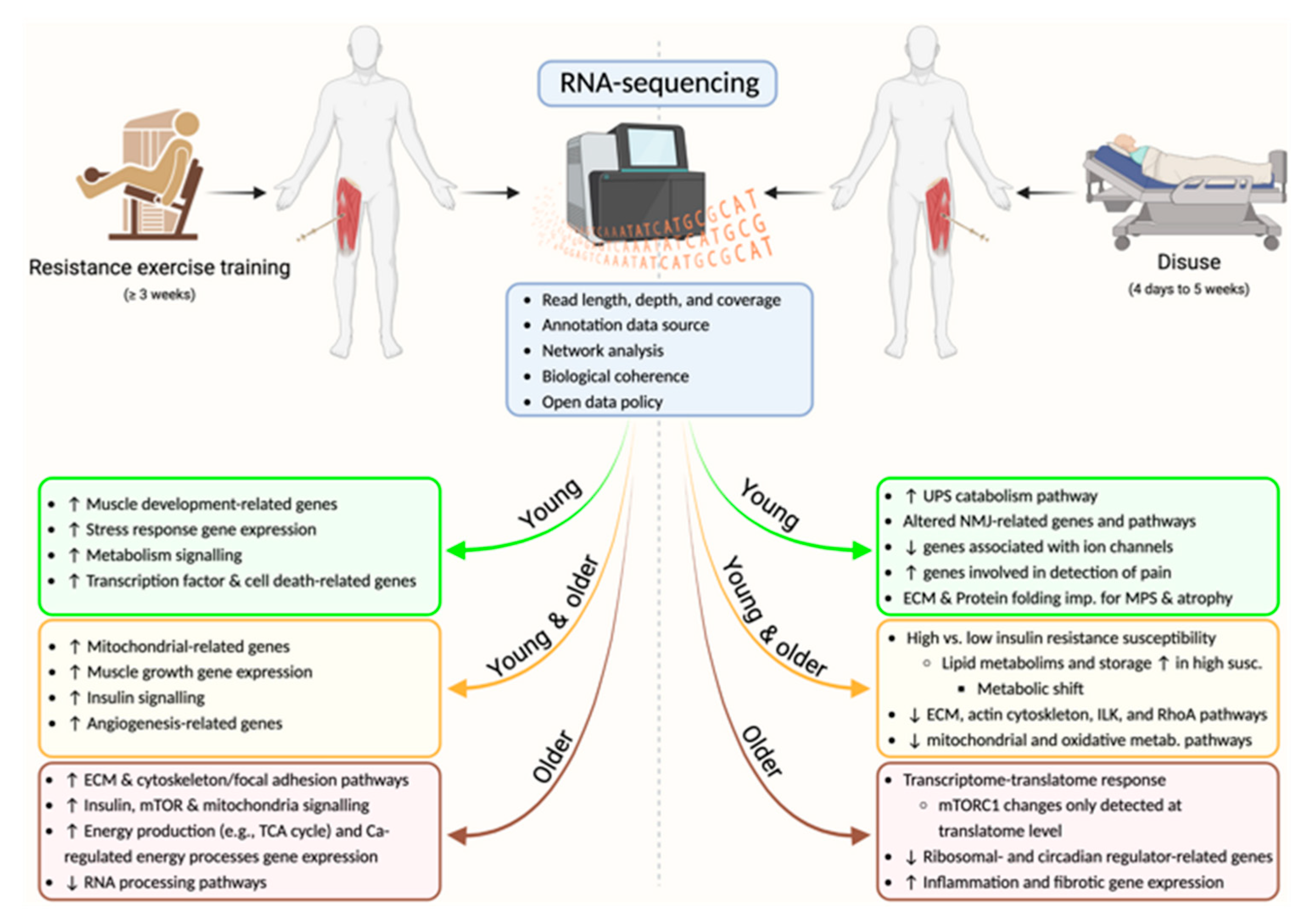 Physiologia | Free Full-Text | RNA-Sequencing Muscle Plasticity to  Resistance Exercise Training and Disuse in Youth and Older Age