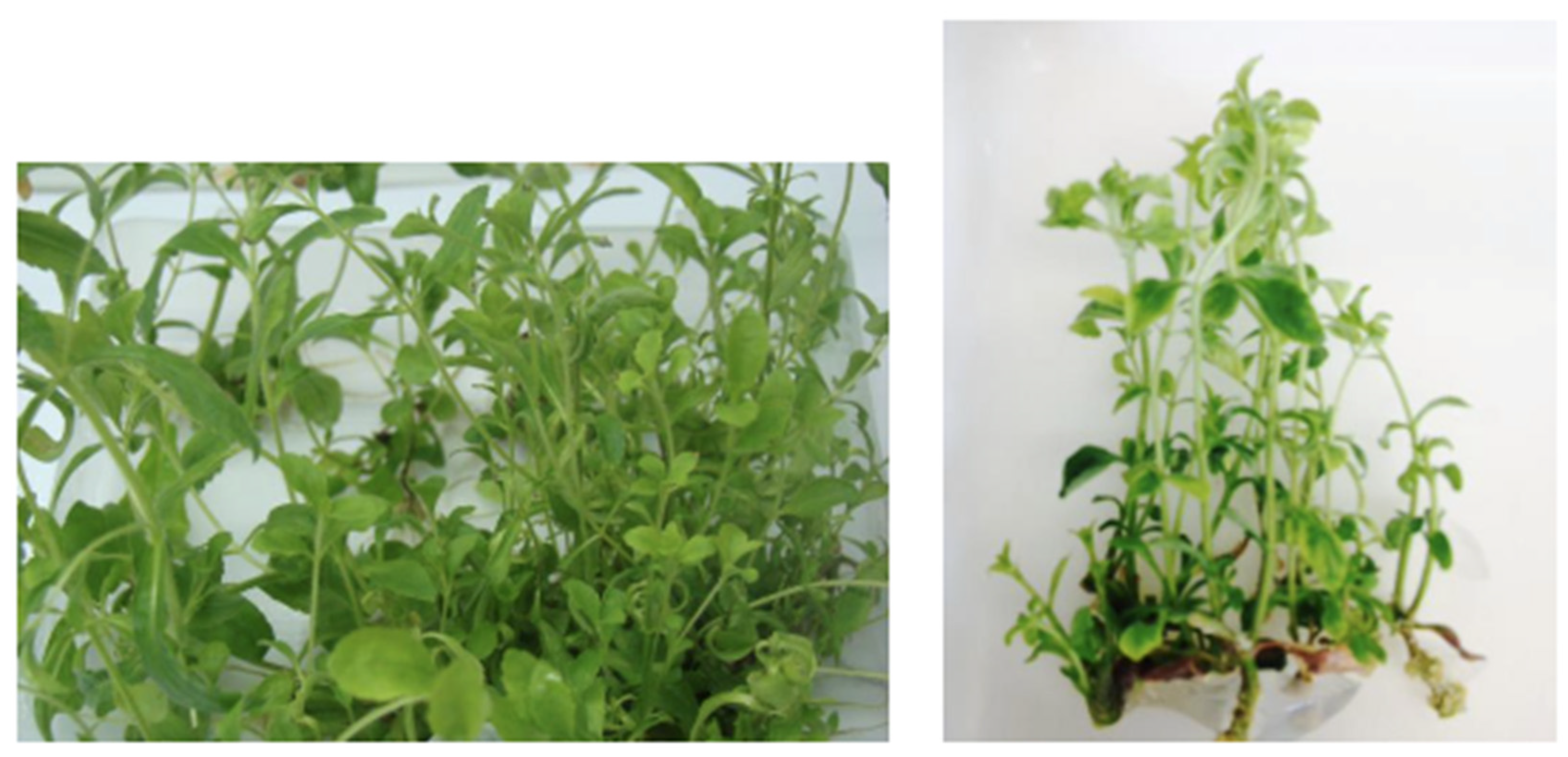 Physiologia 03 00006 g001